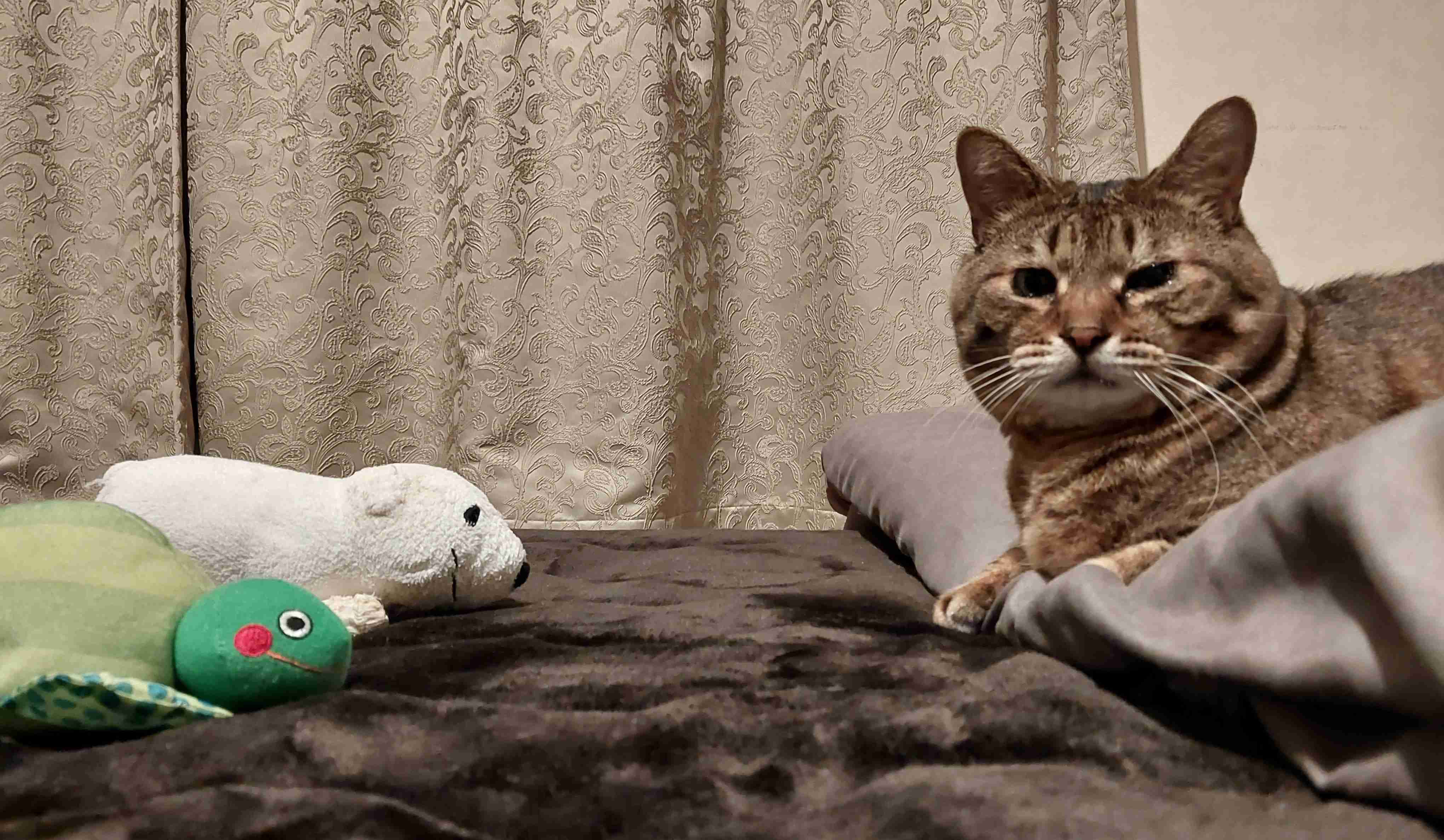 がるちゃん猫カフェ92号店開店しました♫(初めての方も大歓迎♫）