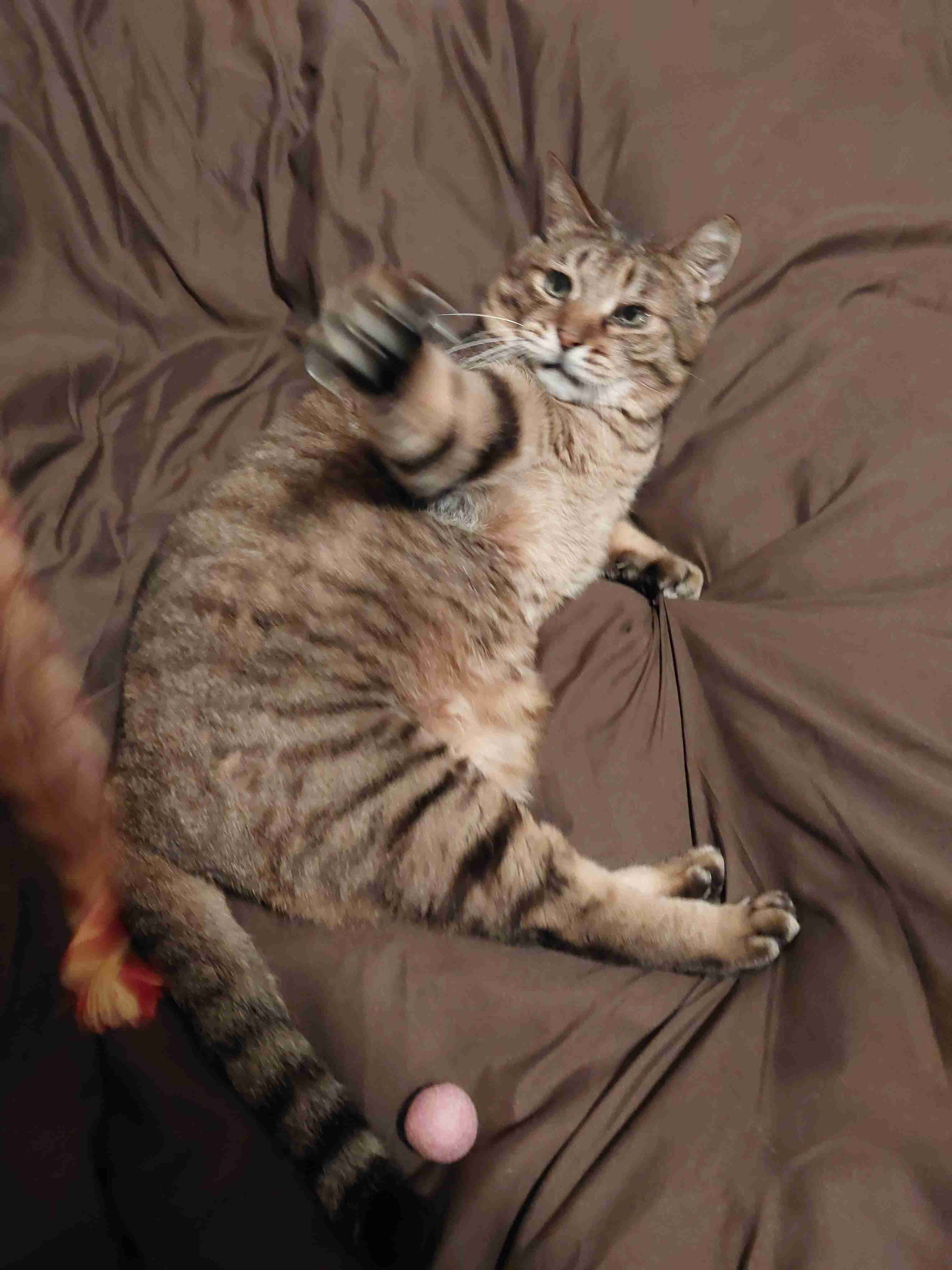 がるちゃん猫カフェ92号店開店しました♫(初めての方も大歓迎♫）