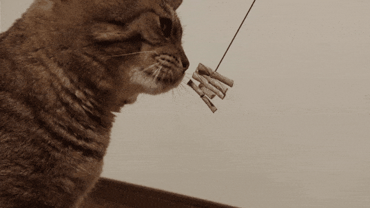 がるちゃん猫カフェ92号店開店しました♫(初めての方も大歓迎♫）