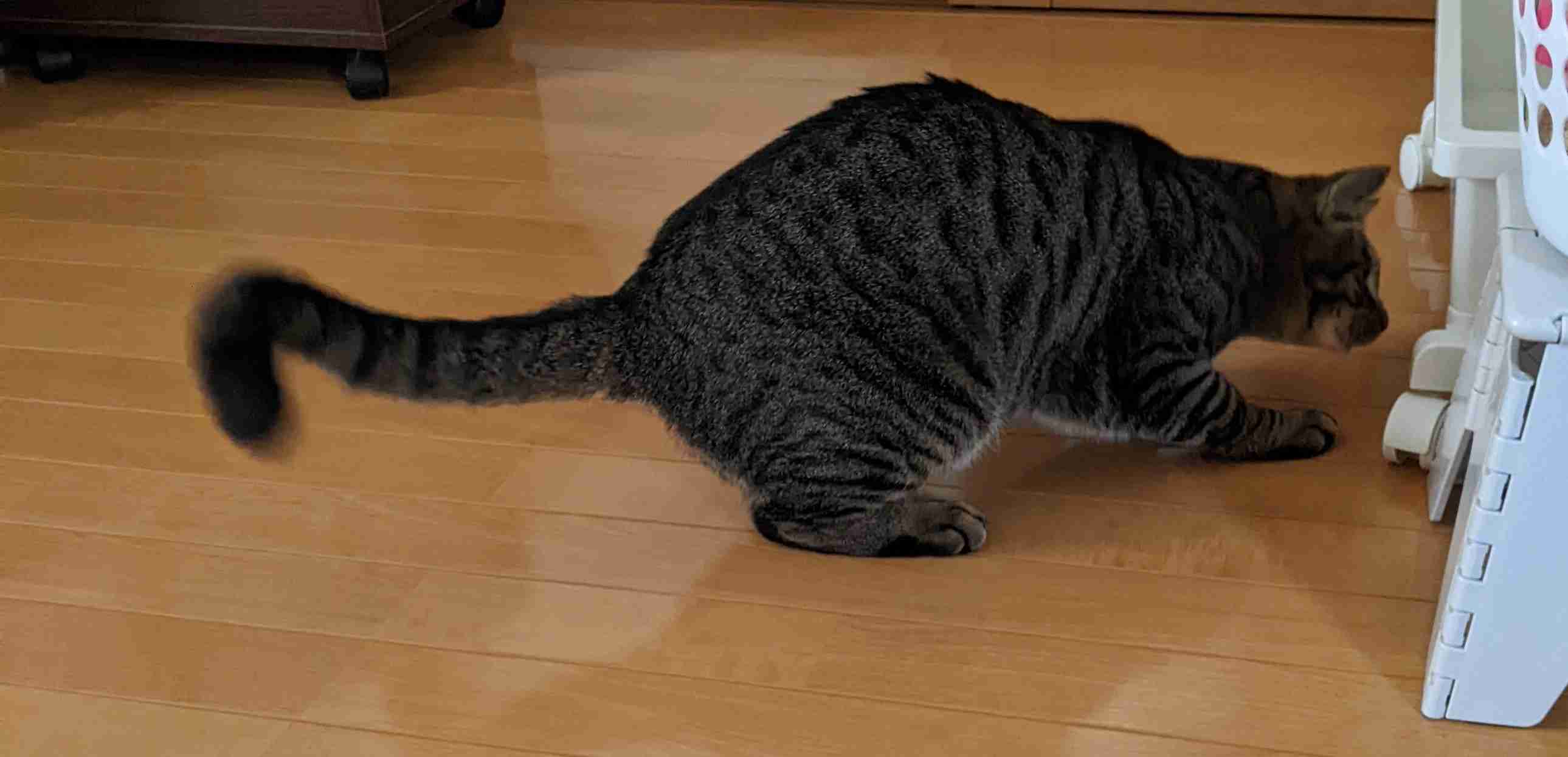 がるちゃん猫カフェ92号店開店しました♫(初めての方も大歓迎♫）