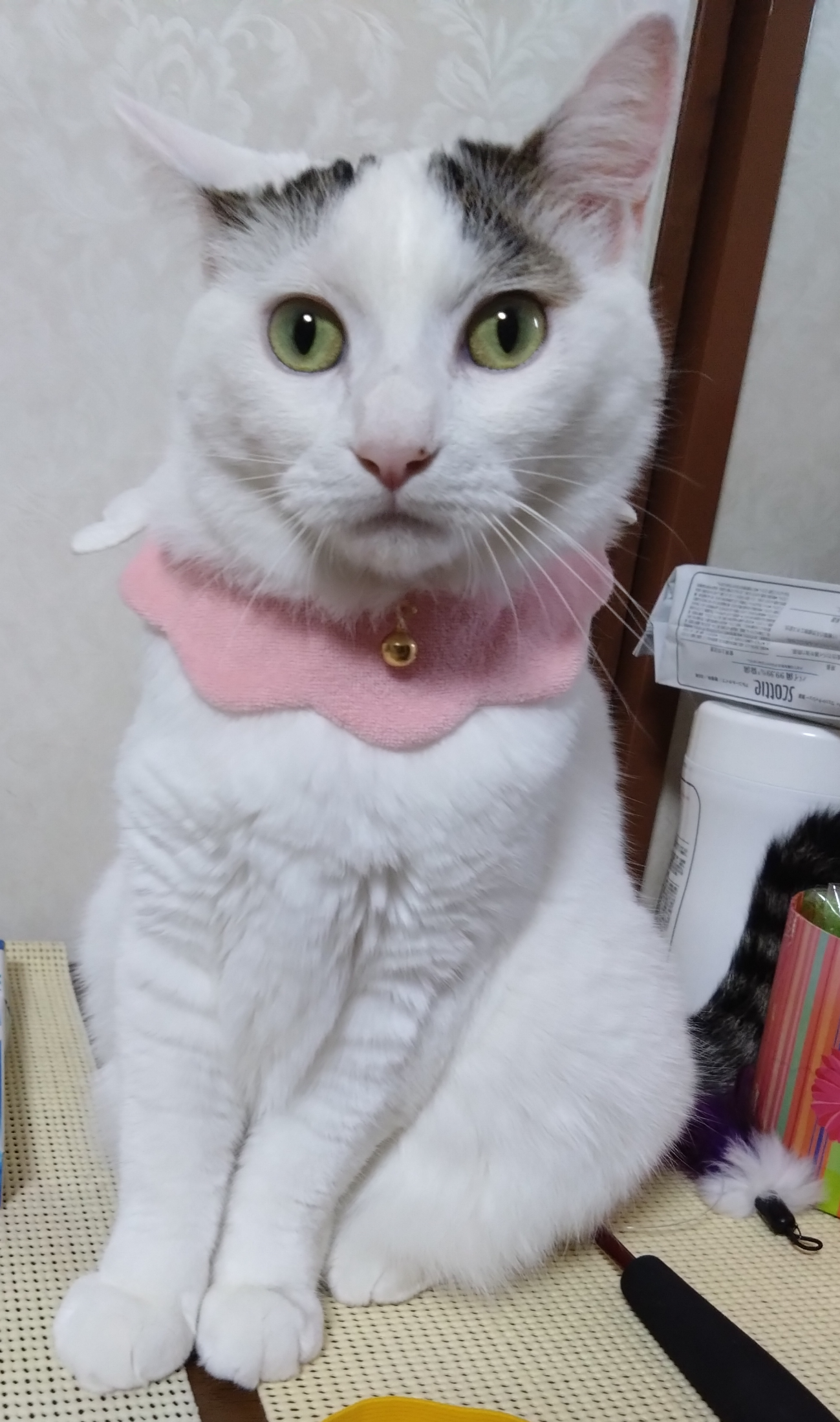 がるちゃん猫カフェ92号店開店しました♫(初めての方も大歓迎♫）