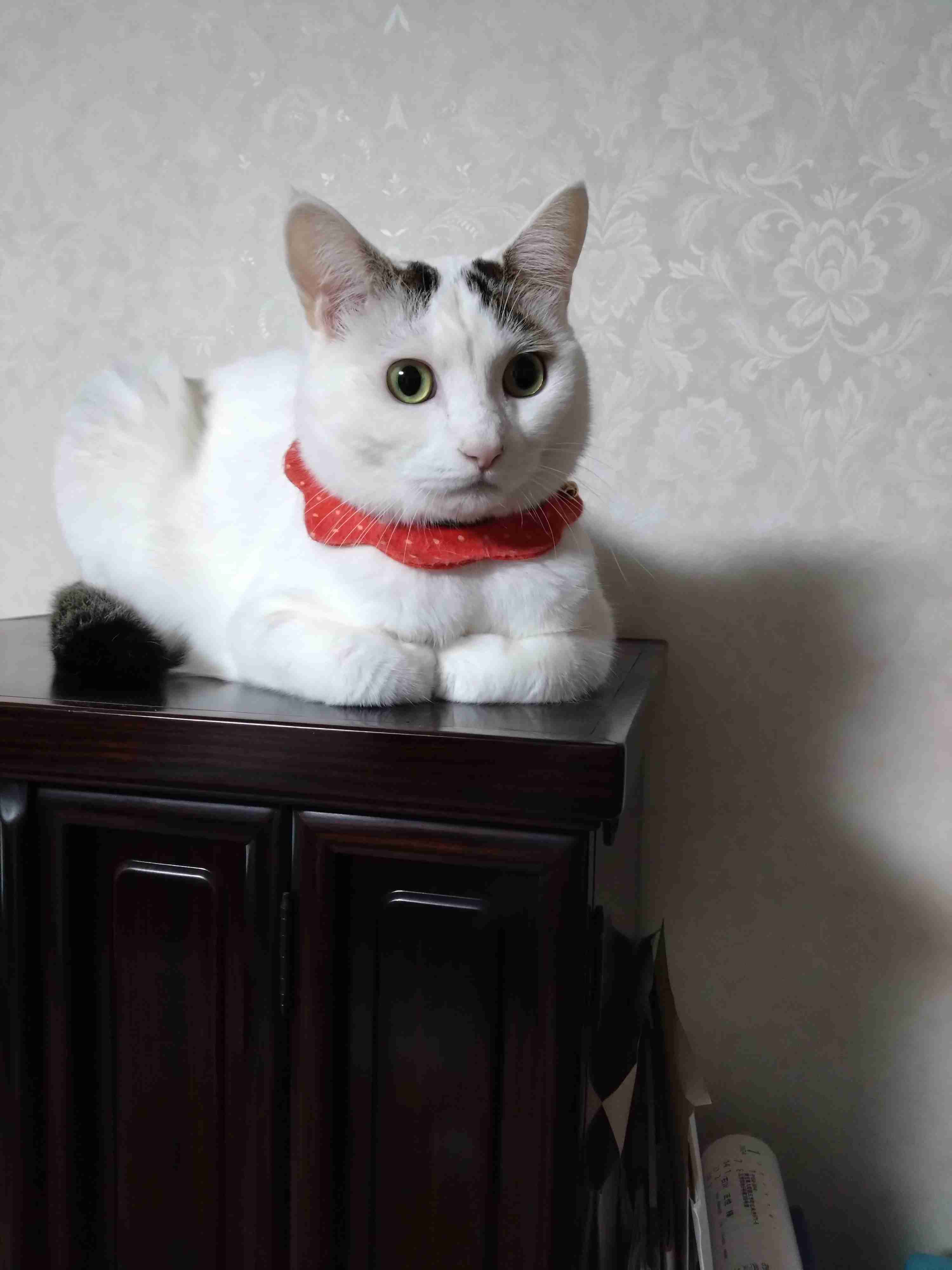 がるちゃん猫カフェ92号店開店しました♫(初めての方も大歓迎♫）