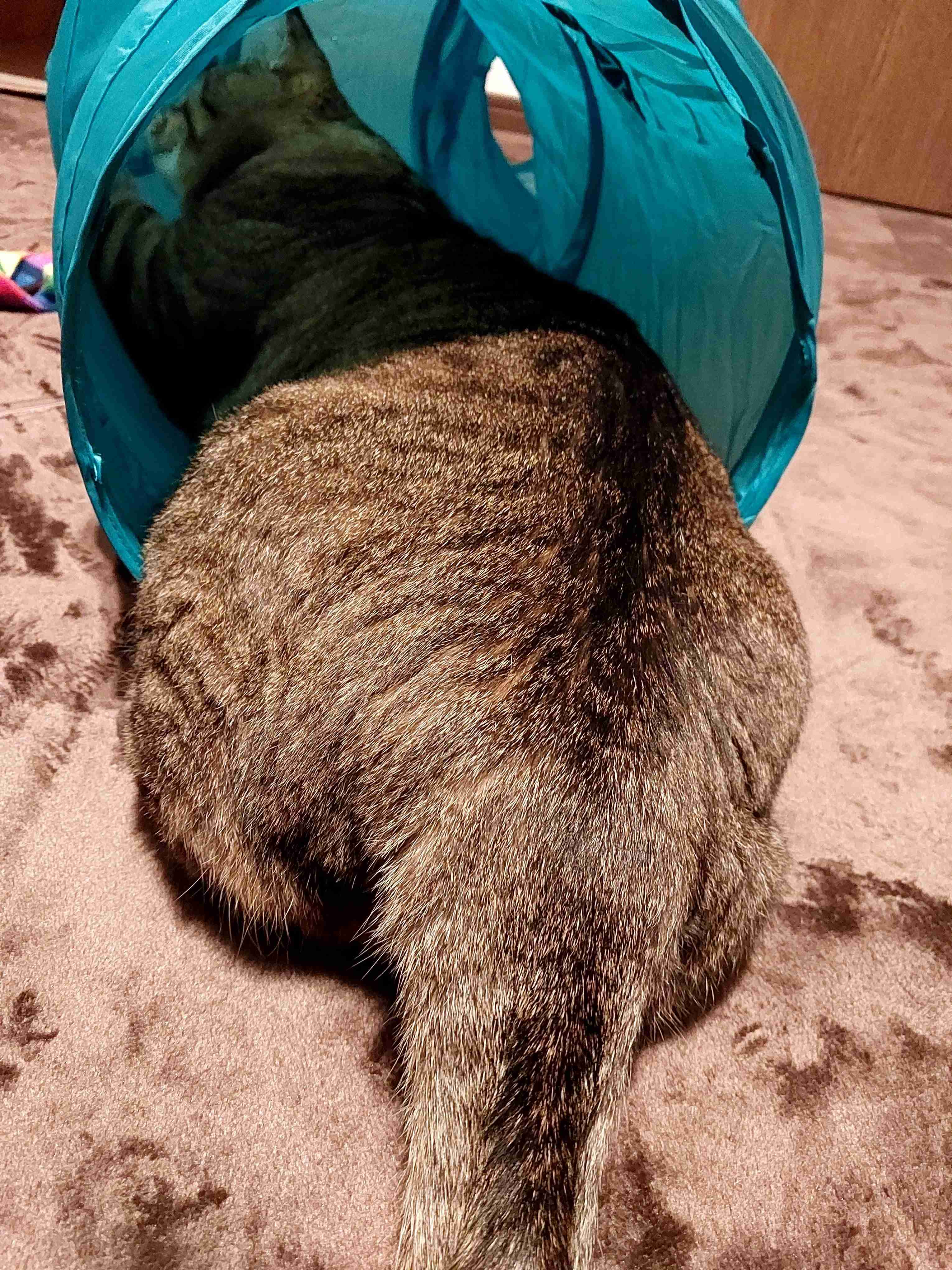 がるちゃん猫カフェ92号店開店しました♫(初めての方も大歓迎♫）