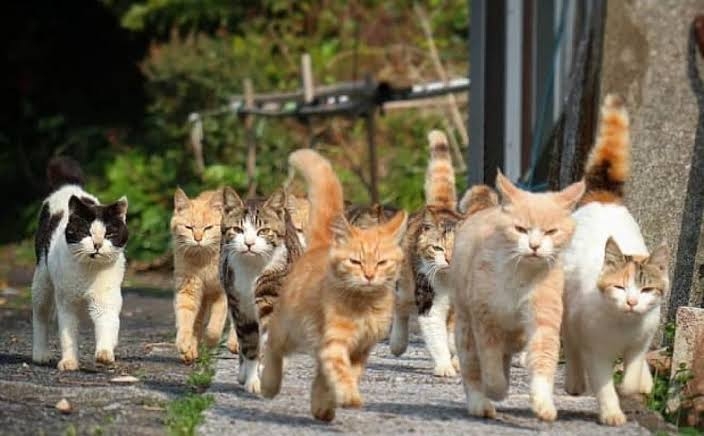 がるちゃん猫カフェ92号店開店しました♫(初めての方も大歓迎♫）