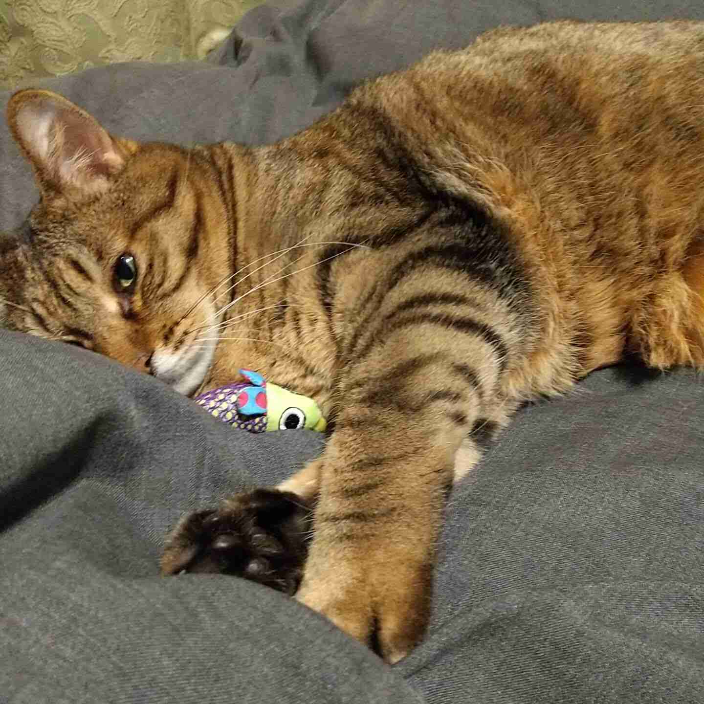 がるちゃん猫カフェ92号店開店しました♫(初めての方も大歓迎♫）