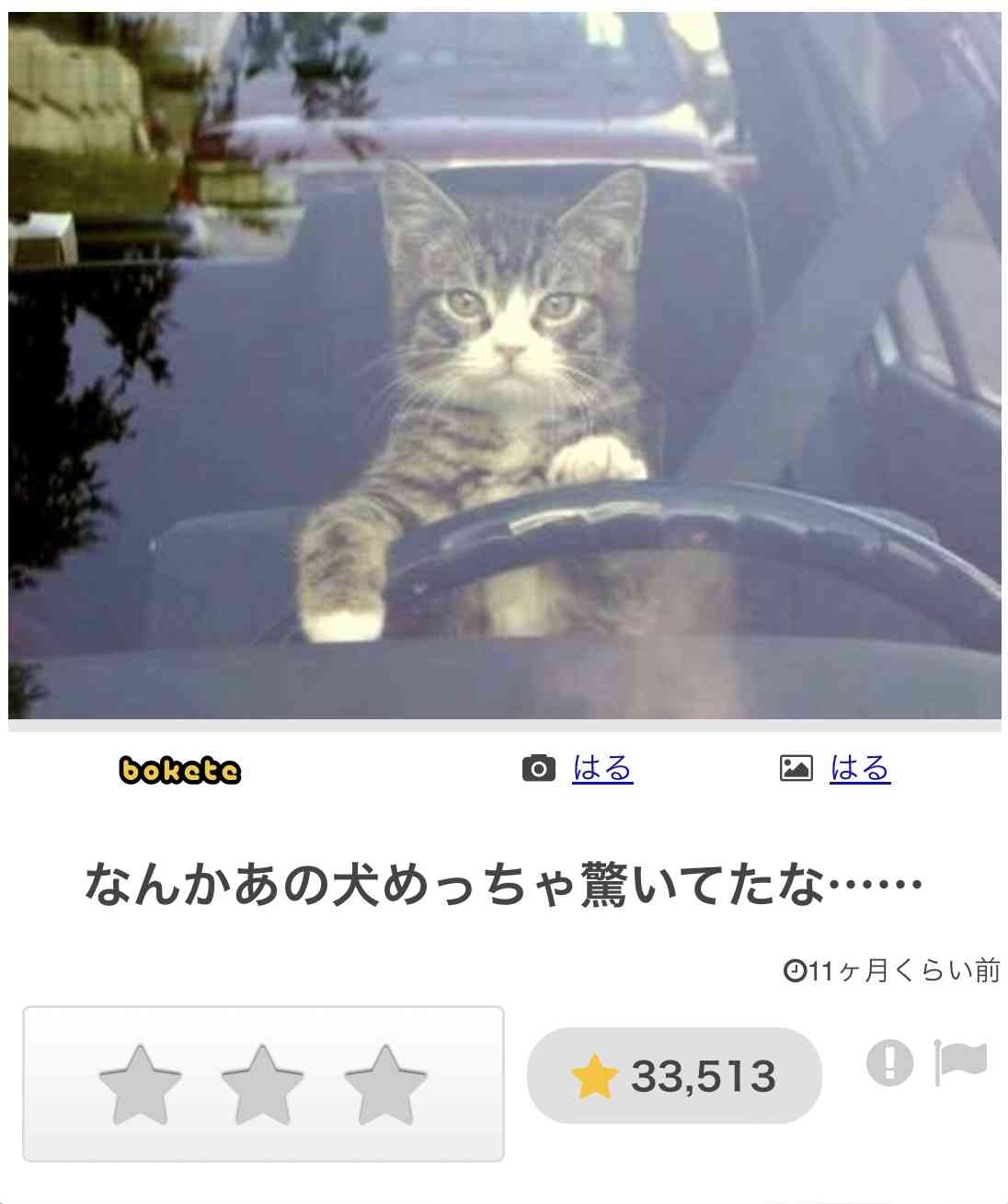 がるちゃん猫カフェ92号店開店しました♫(初めての方も大歓迎♫）