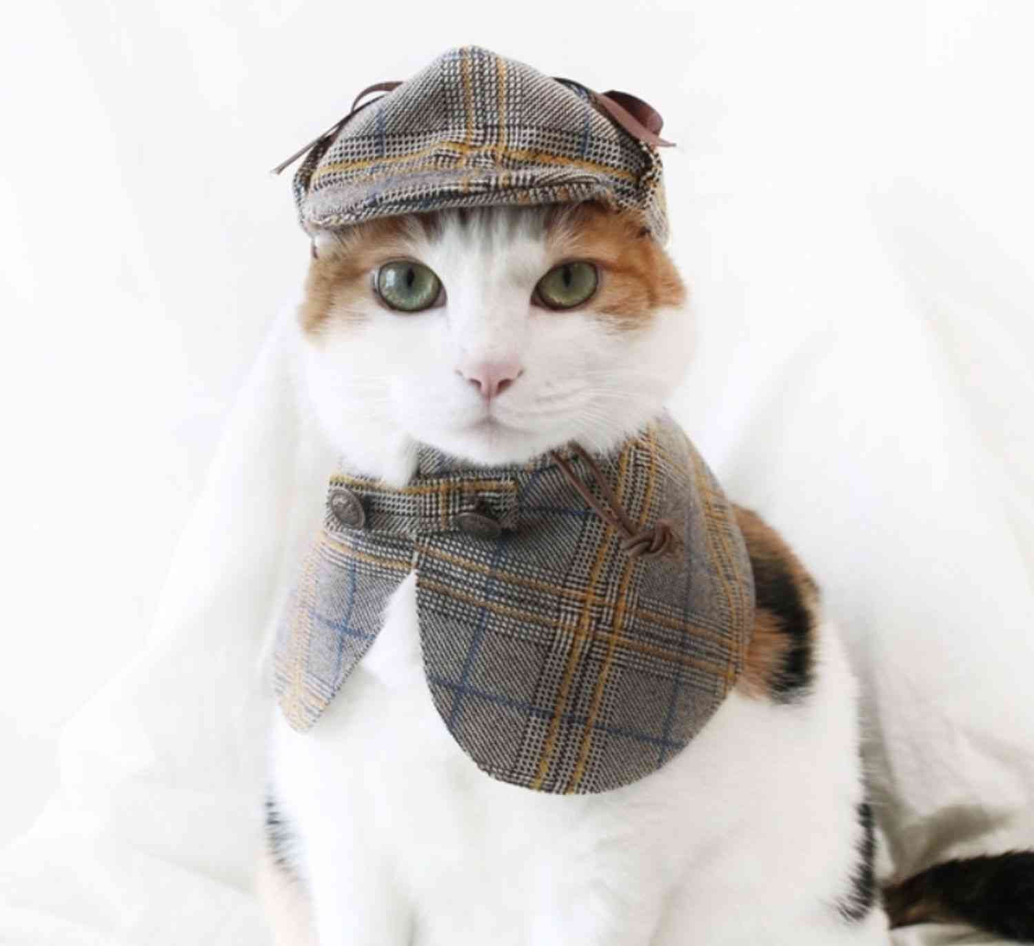 がるちゃん猫カフェ92号店開店しました♫(初めての方も大歓迎♫）