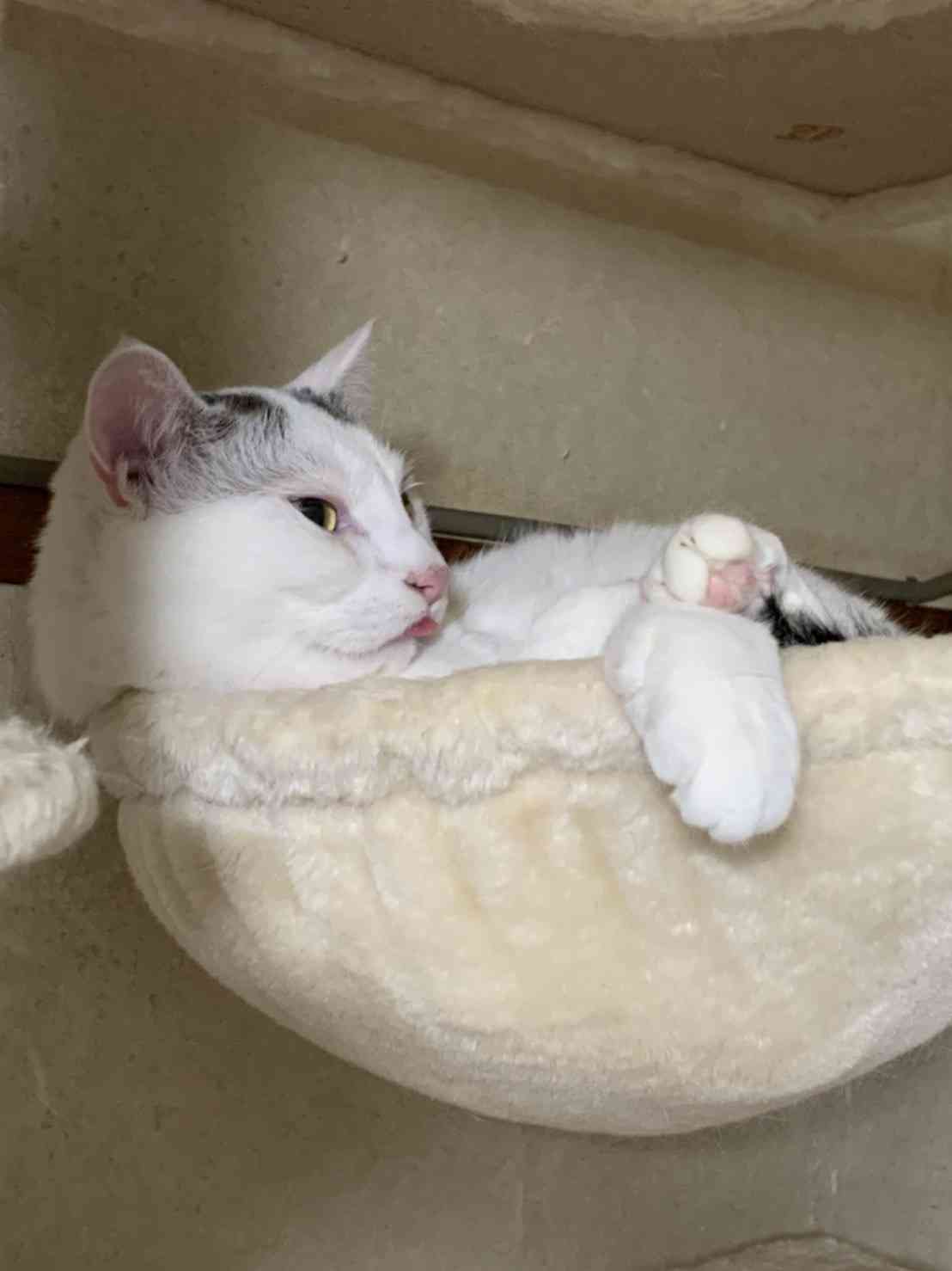 がるちゃん猫カフェ92号店開店しました♫(初めての方も大歓迎♫）