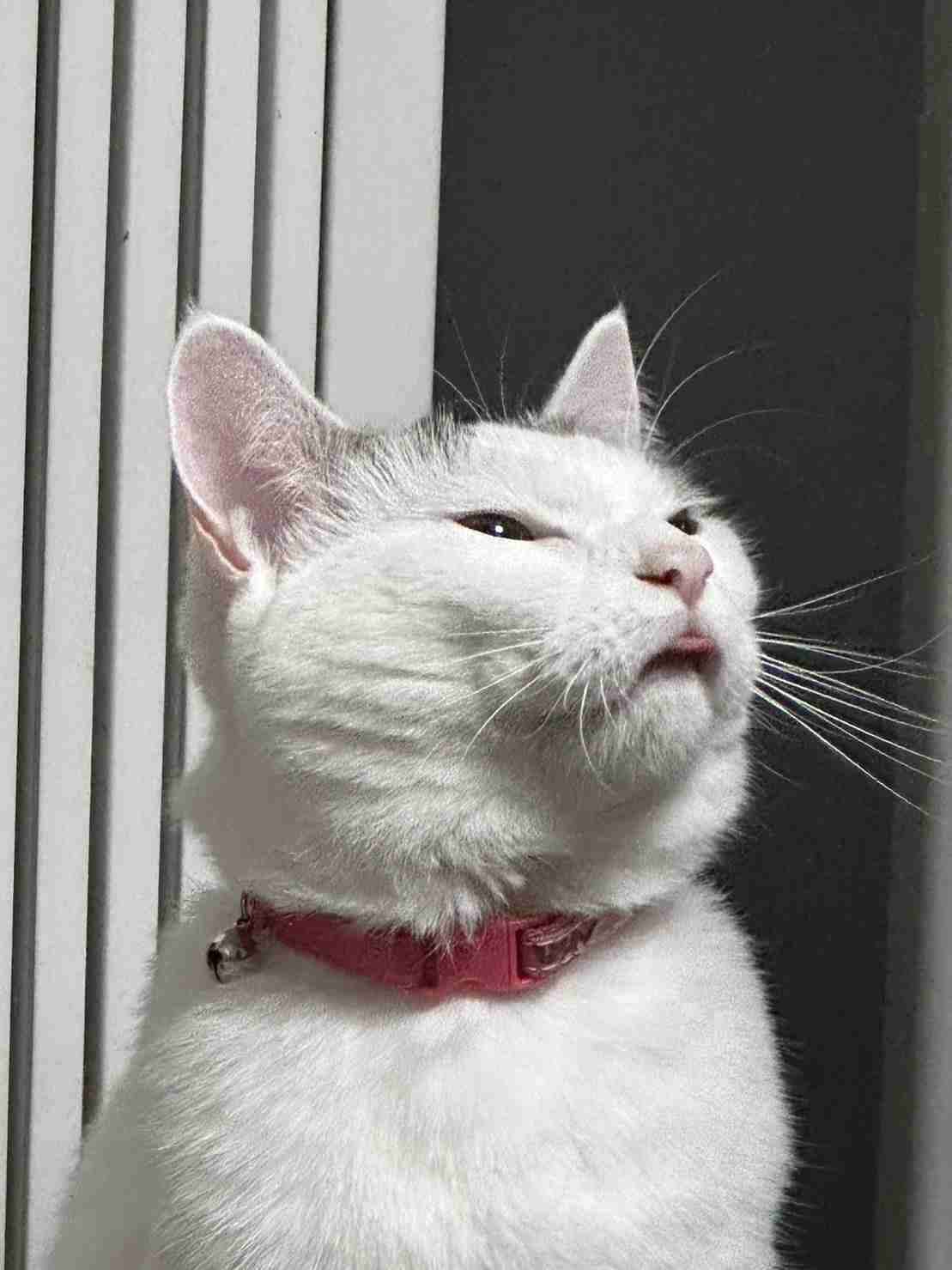 がるちゃん猫カフェ92号店開店しました♫(初めての方も大歓迎♫）