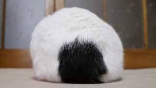 がるちゃん猫カフェ92号店開店しました♫(初めての方も大歓迎♫）