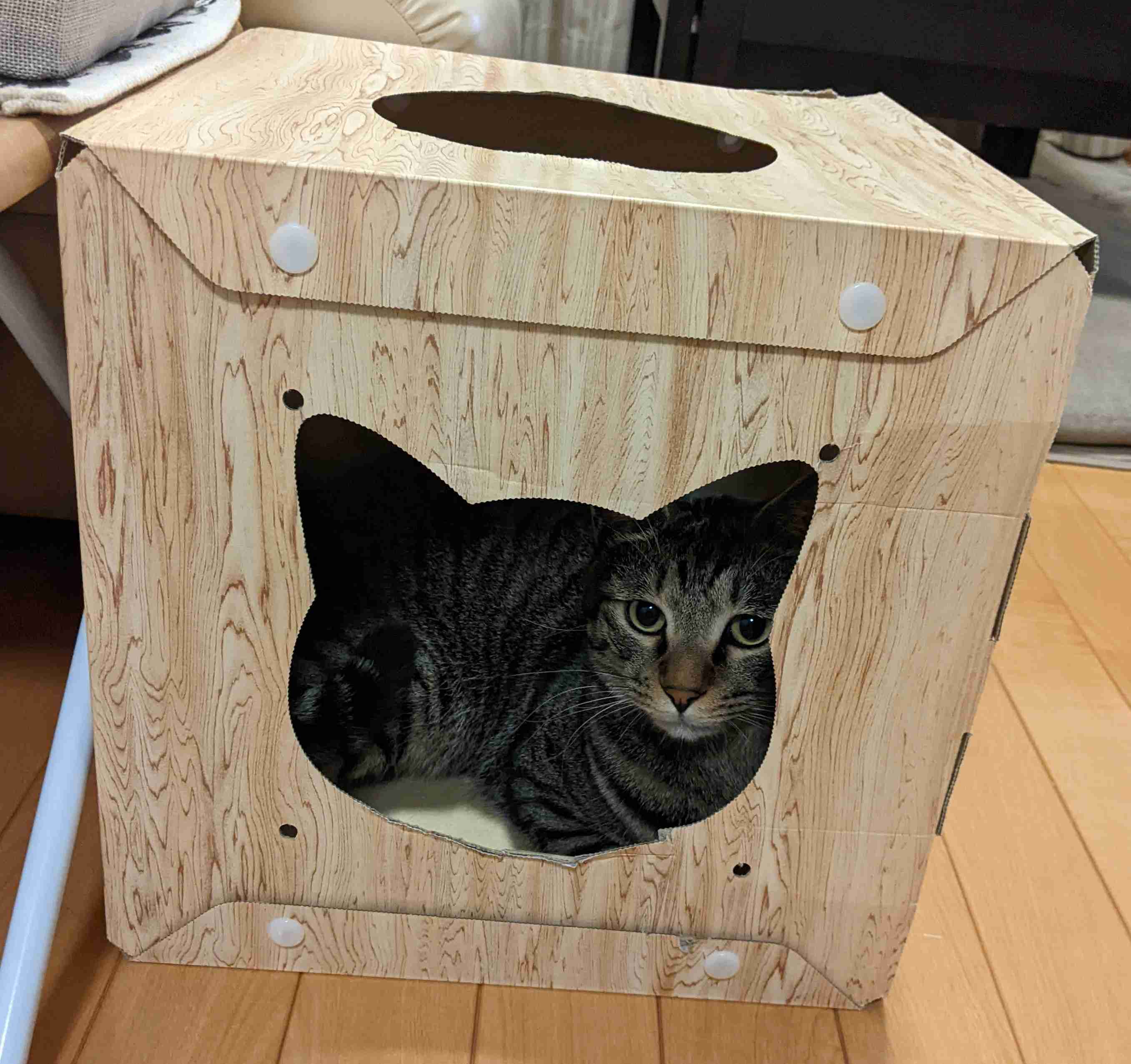 がるちゃん猫カフェ92号店開店しました♫(初めての方も大歓迎♫）