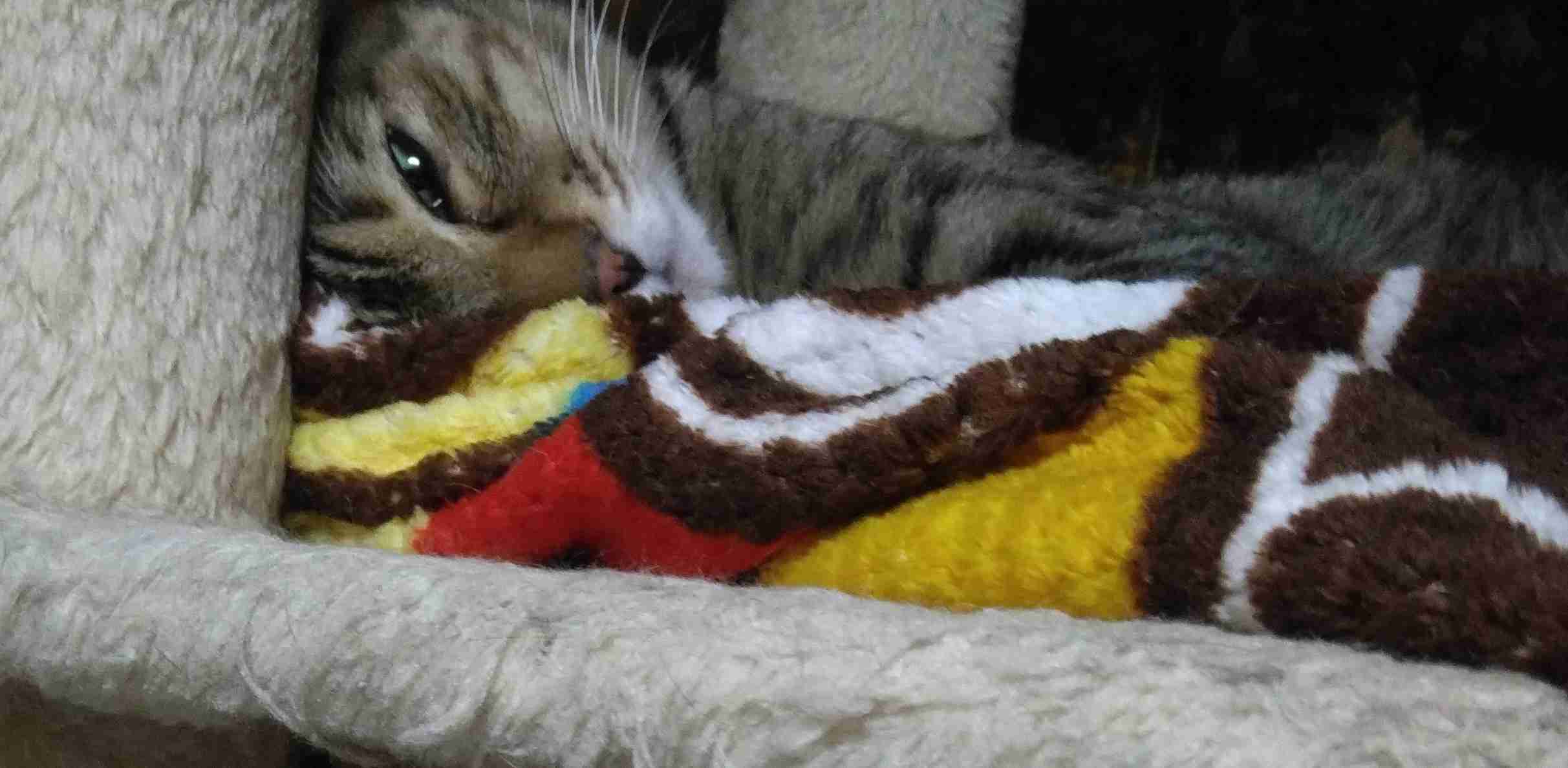 がるちゃん猫カフェ92号店開店しました♫(初めての方も大歓迎♫）