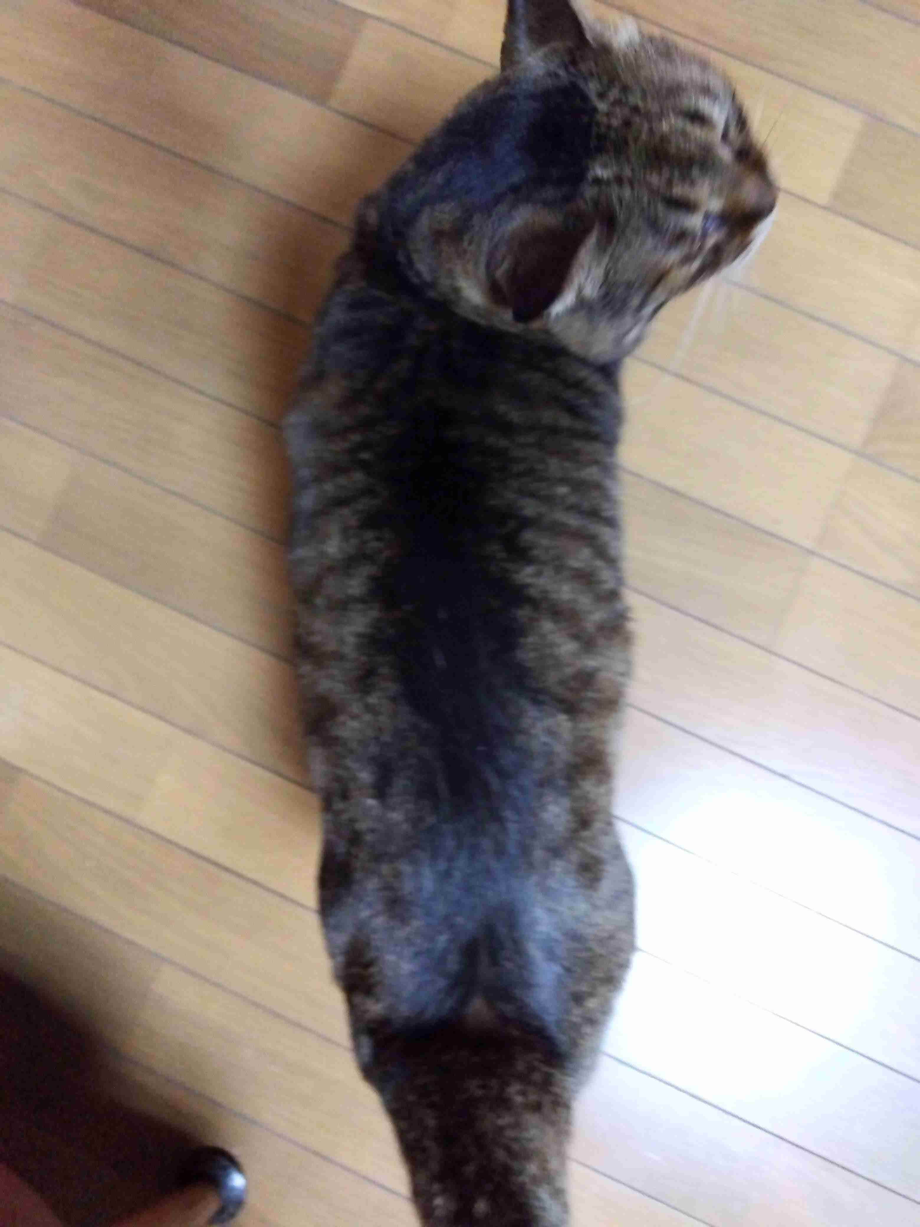 がるちゃん猫カフェ92号店開店しました♫(初めての方も大歓迎♫）