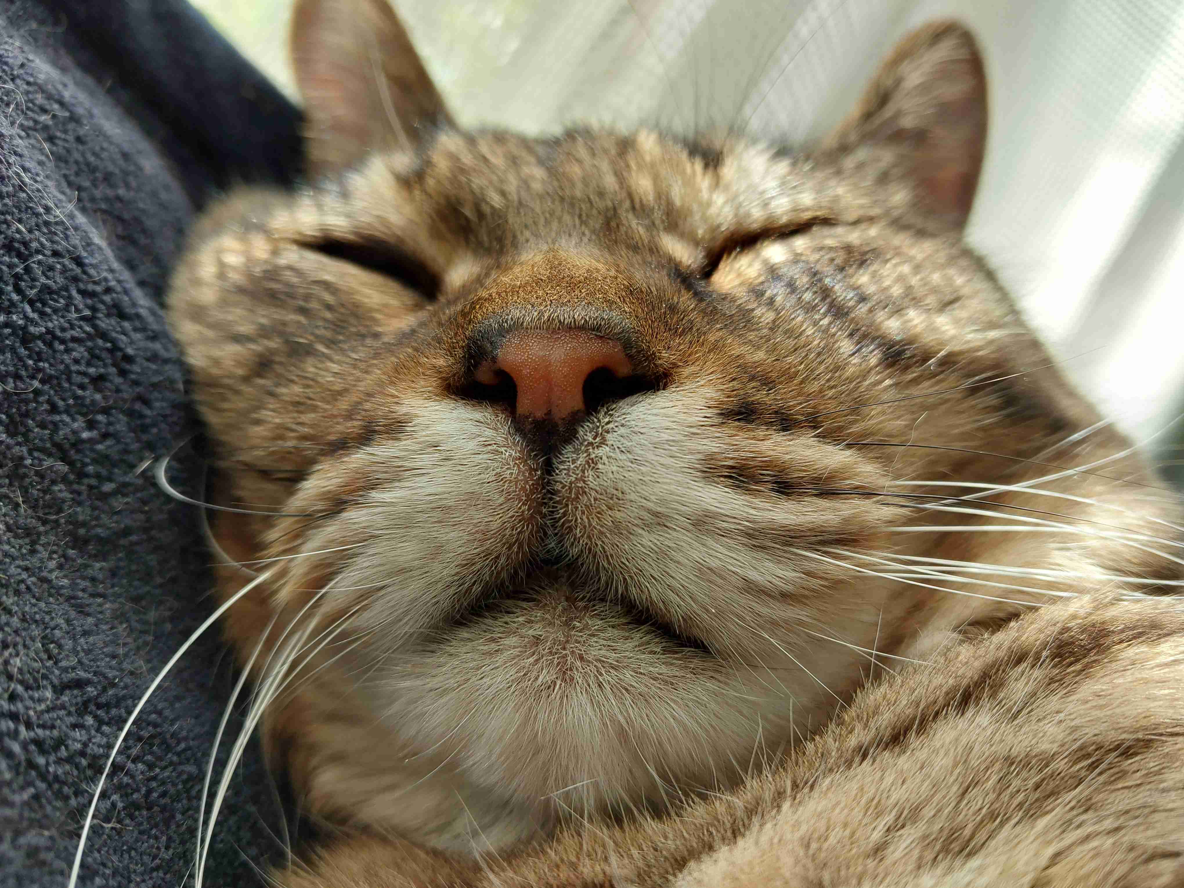 がるちゃん猫カフェ92号店開店しました♫(初めての方も大歓迎♫）