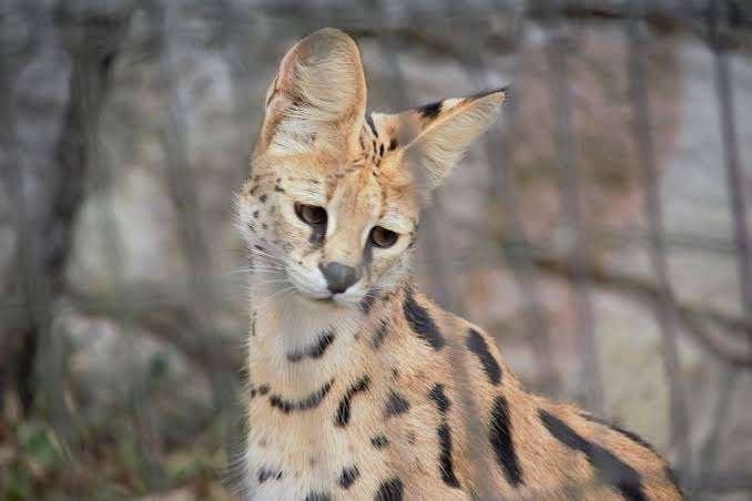 がるちゃん猫カフェ92号店開店しました♫(初めての方も大歓迎♫）