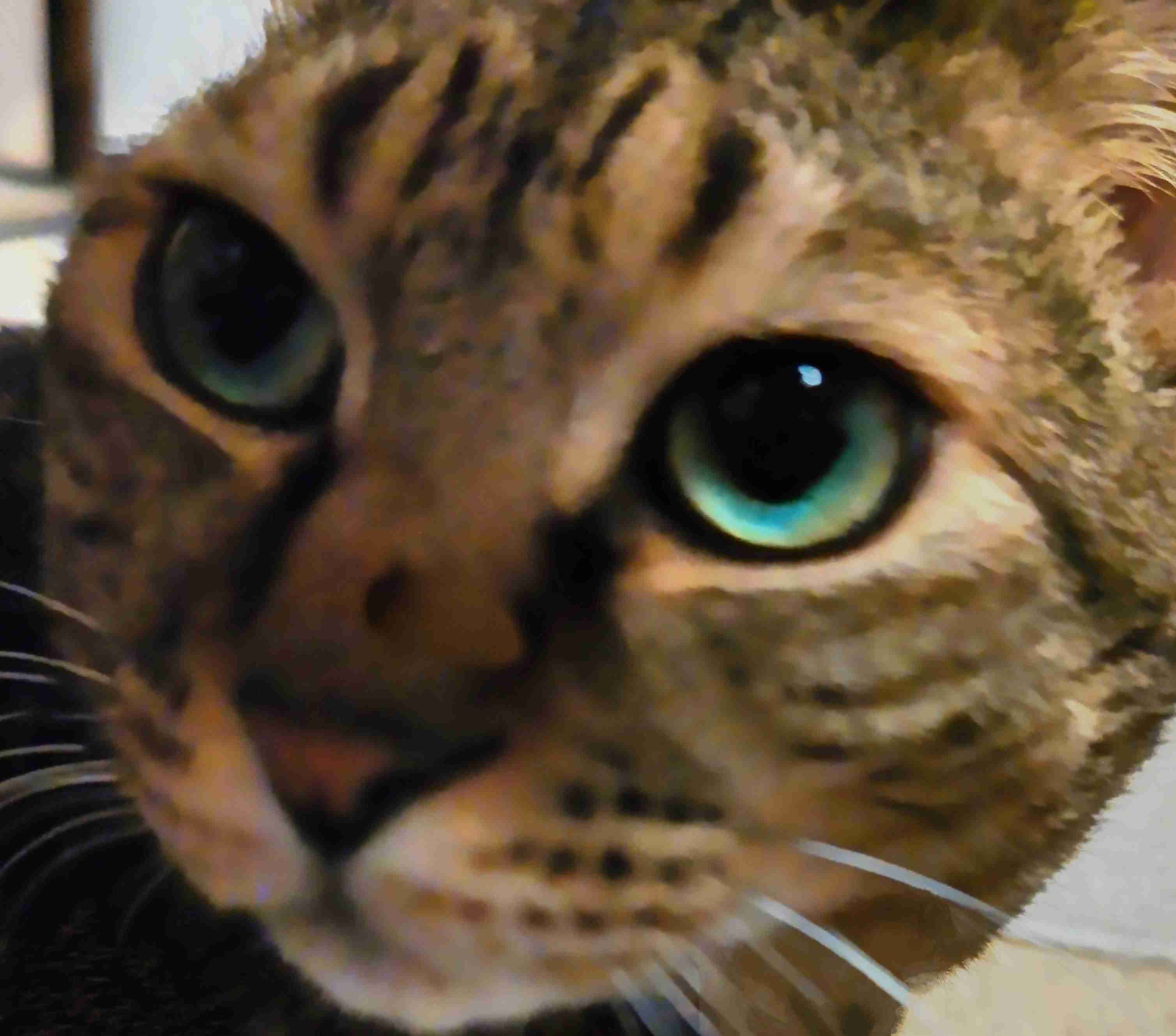 がるちゃん猫カフェ92号店開店しました♫(初めての方も大歓迎♫）