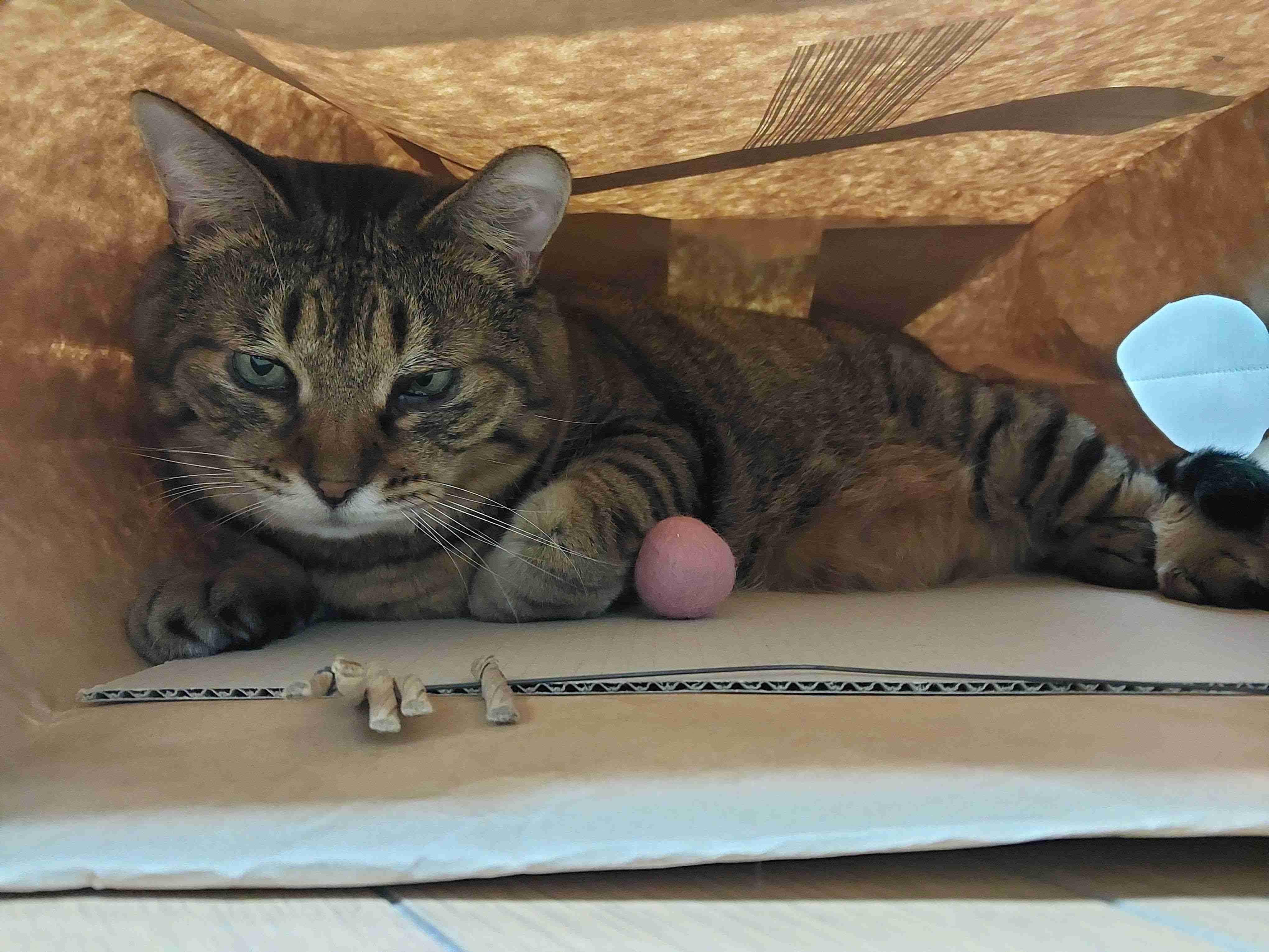 がるちゃん猫カフェ92号店開店しました♫(初めての方も大歓迎♫）