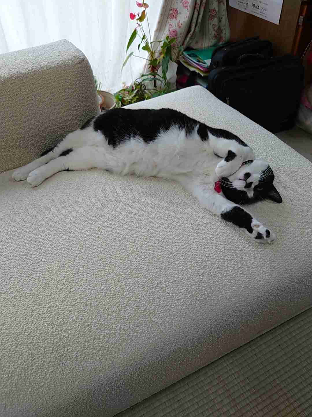 がるちゃん猫カフェ92号店開店しました♫(初めての方も大歓迎♫）