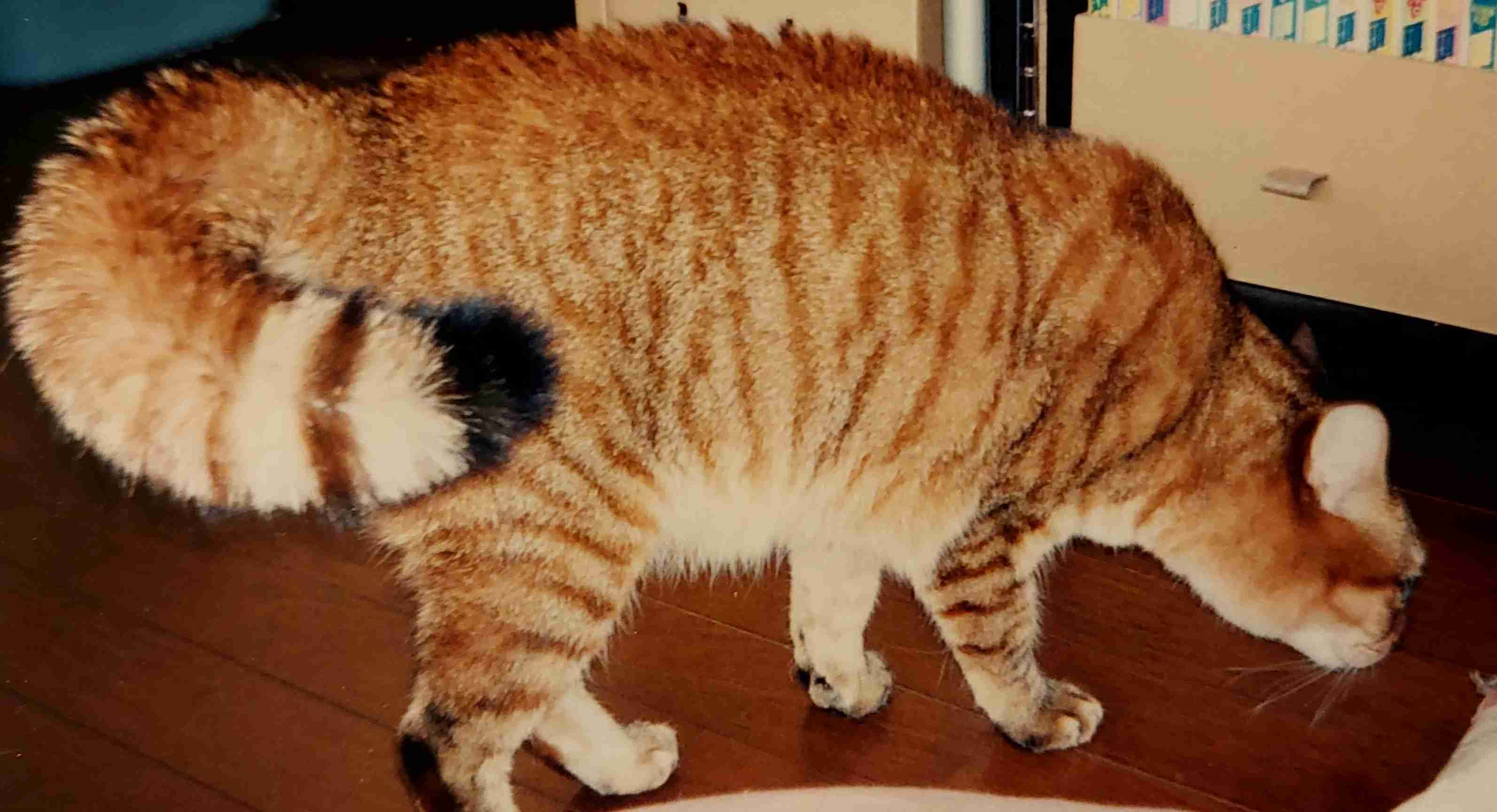 がるちゃん猫カフェ92号店開店しました♫(初めての方も大歓迎♫）