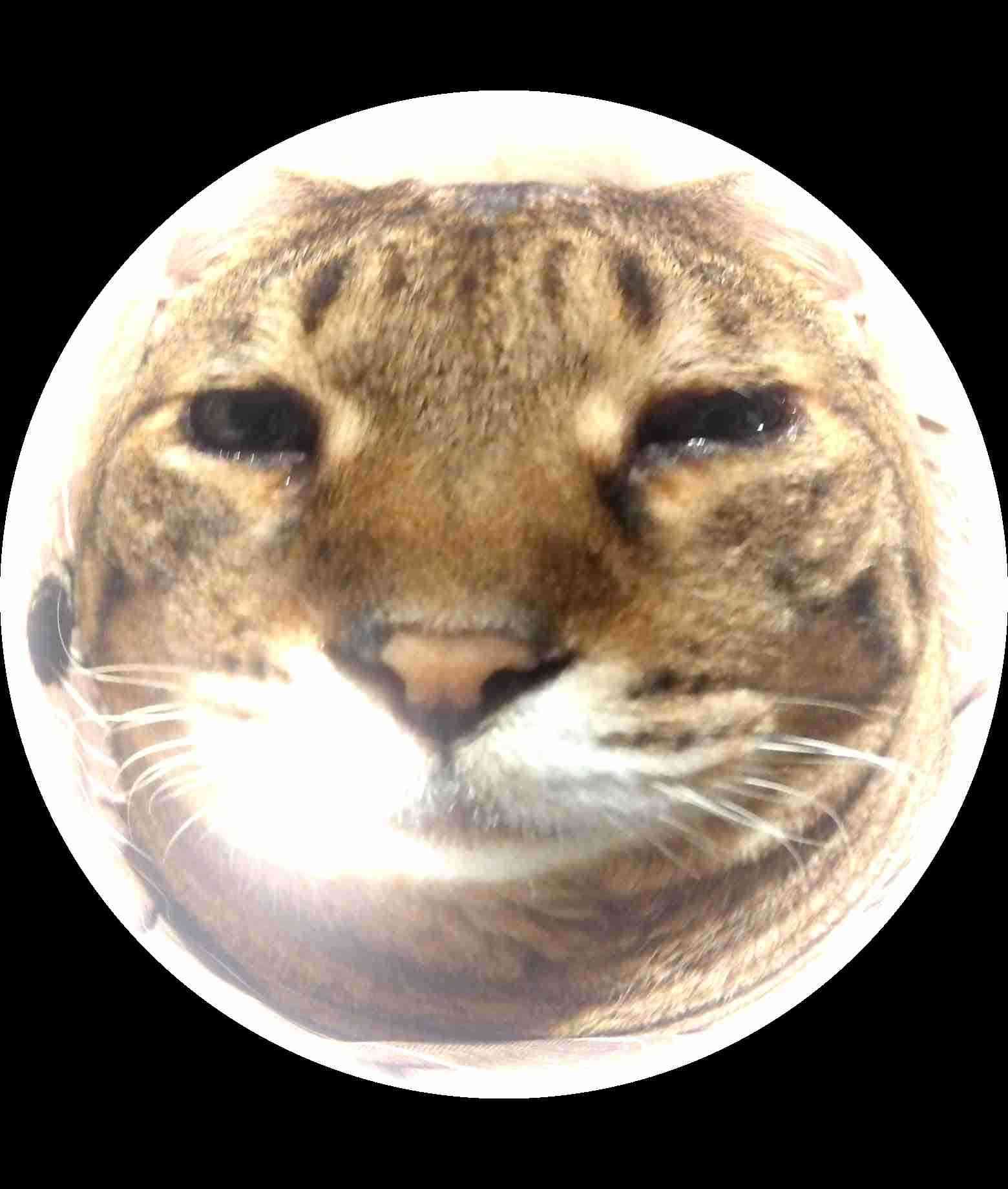 がるちゃん猫カフェ92号店開店しました♫(初めての方も大歓迎♫）