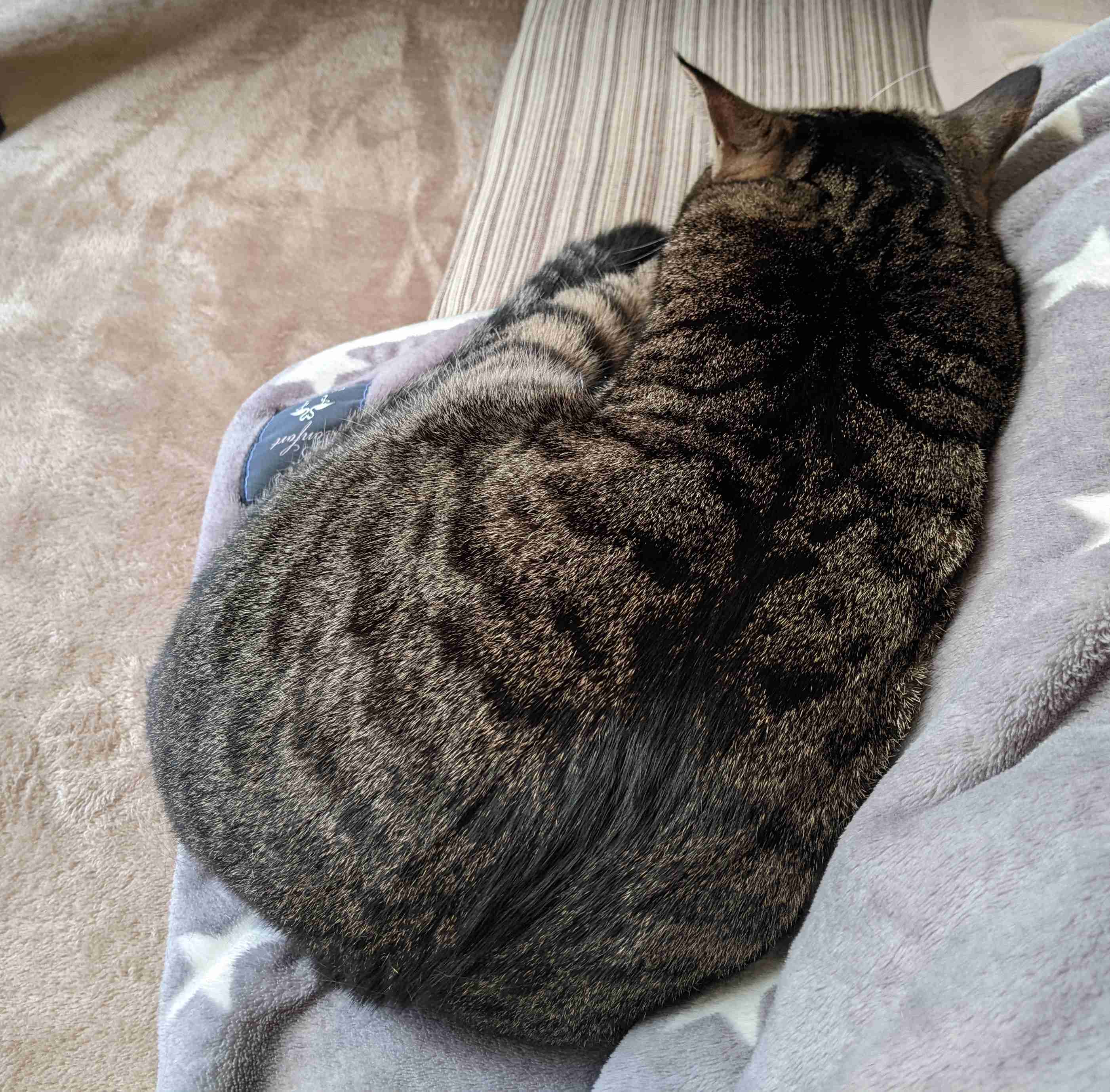 がるちゃん猫カフェ92号店開店しました♫(初めての方も大歓迎♫）