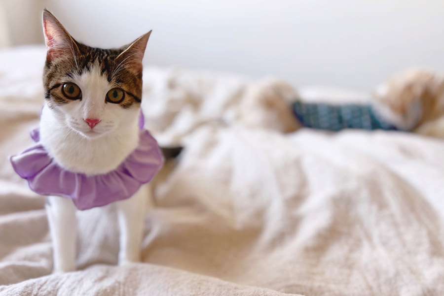 がるちゃん猫カフェ92号店開店しました♫(初めての方も大歓迎♫）