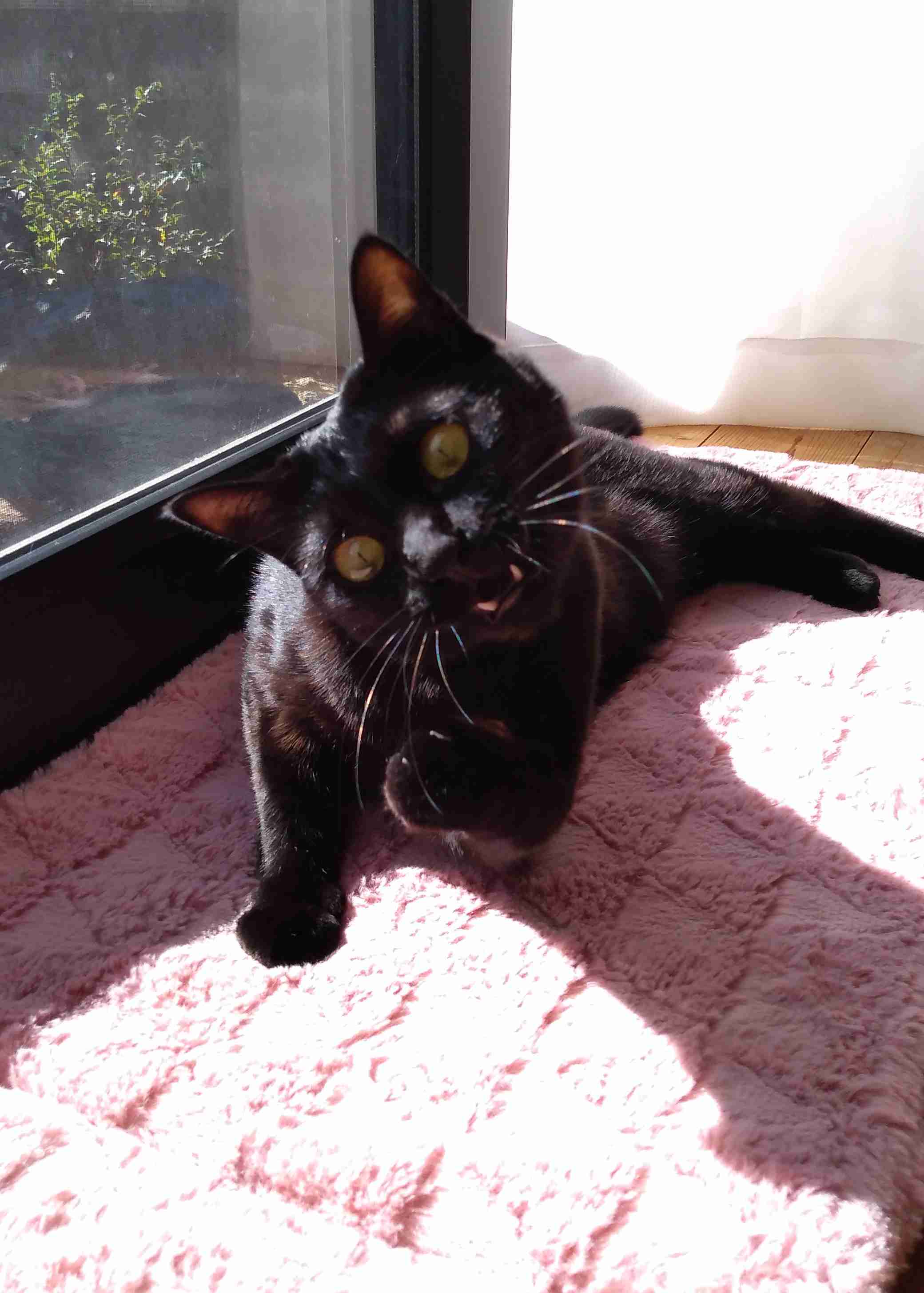 がるちゃん猫カフェ92号店開店しました♫(初めての方も大歓迎♫）