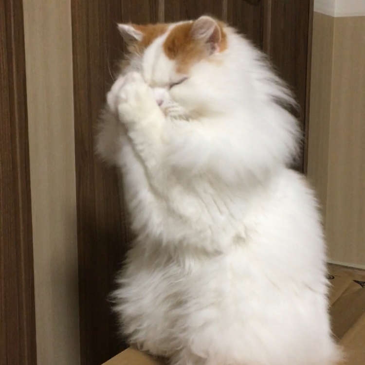 がるちゃん猫カフェ92号店開店しました♫(初めての方も大歓迎♫）