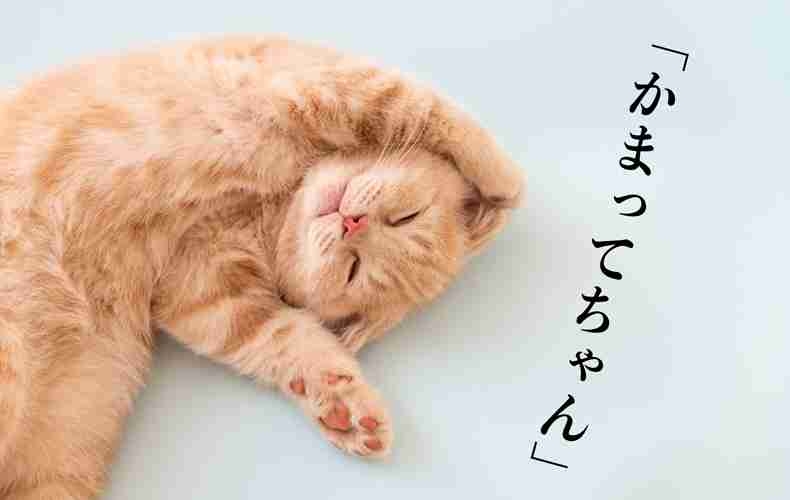 がるちゃん猫カフェ92号店開店しました♫(初めての方も大歓迎♫）