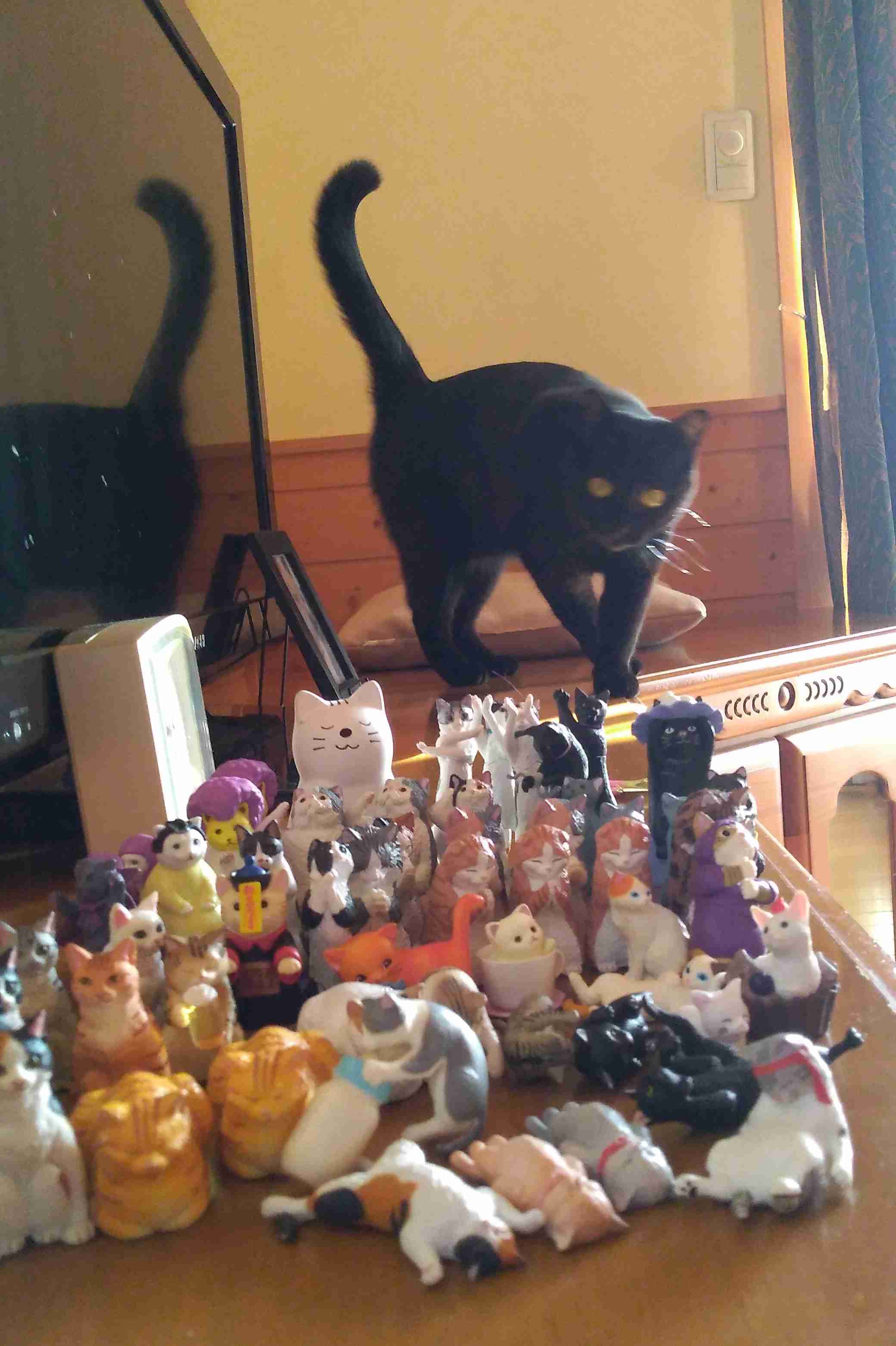 がるちゃん猫カフェ92号店開店しました♫(初めての方も大歓迎♫）