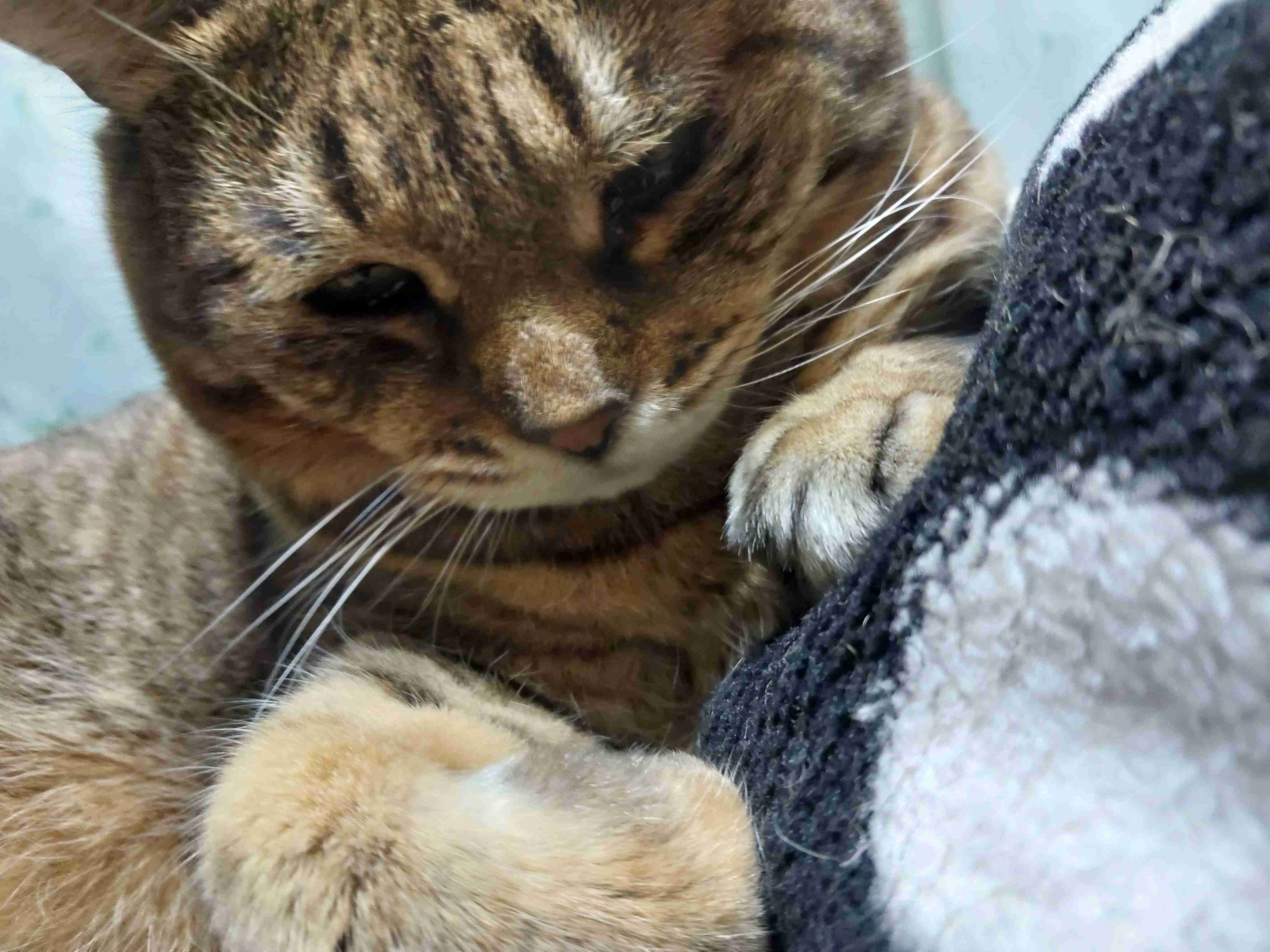 がるちゃん猫カフェ92号店開店しました♫(初めての方も大歓迎♫）