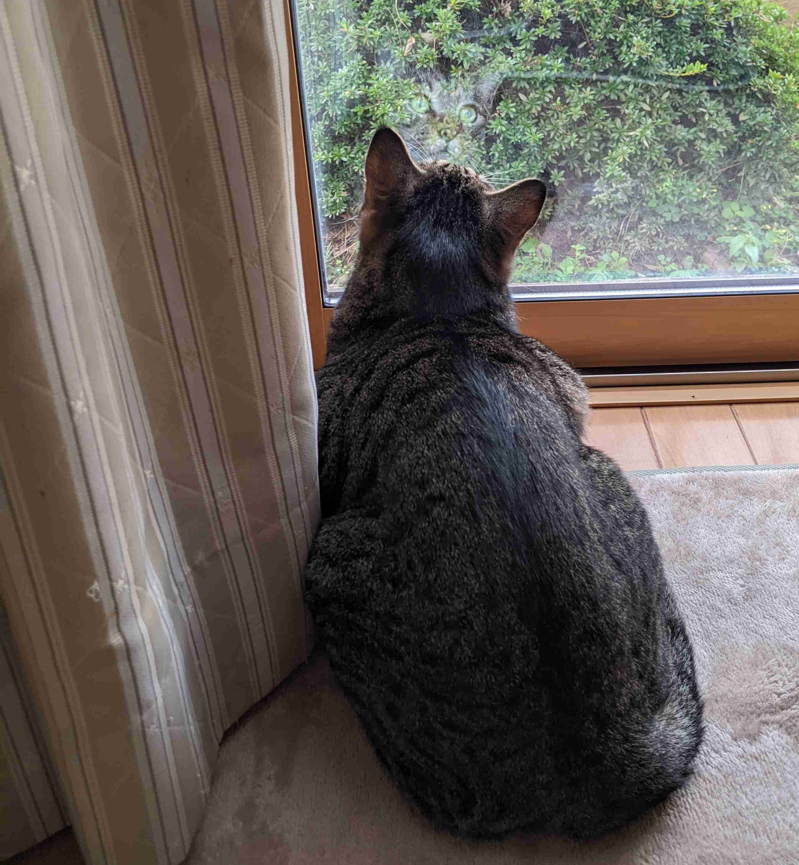 がるちゃん猫カフェ92号店開店しました♫(初めての方も大歓迎♫）