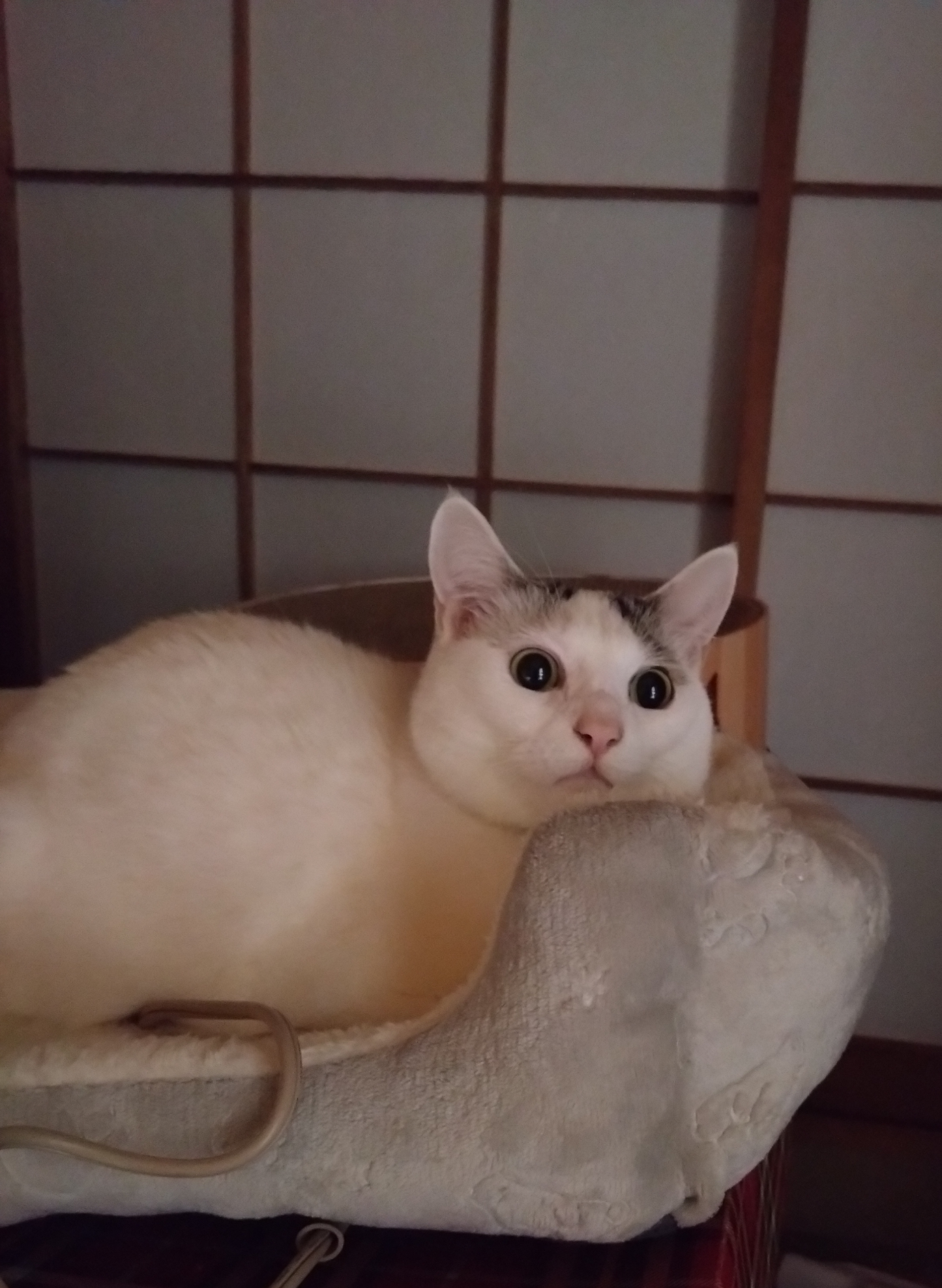 がるちゃん猫カフェ92号店開店しました♫(初めての方も大歓迎♫）