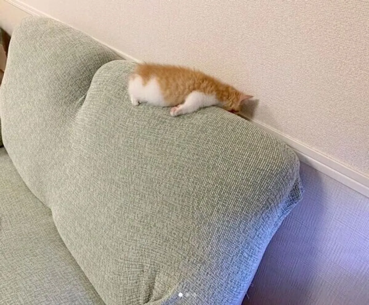 がるちゃん猫カフェ92号店開店しました♫(初めての方も大歓迎♫）