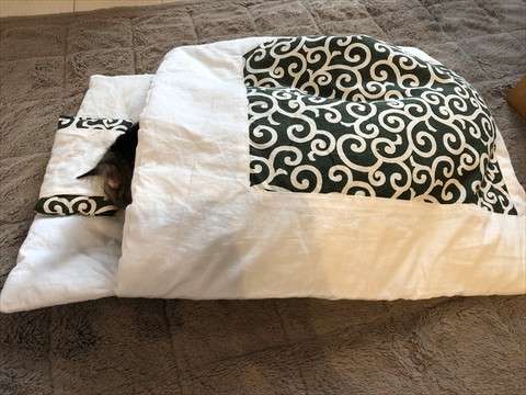 がるちゃん猫カフェ92号店開店しました♫(初めての方も大歓迎♫）