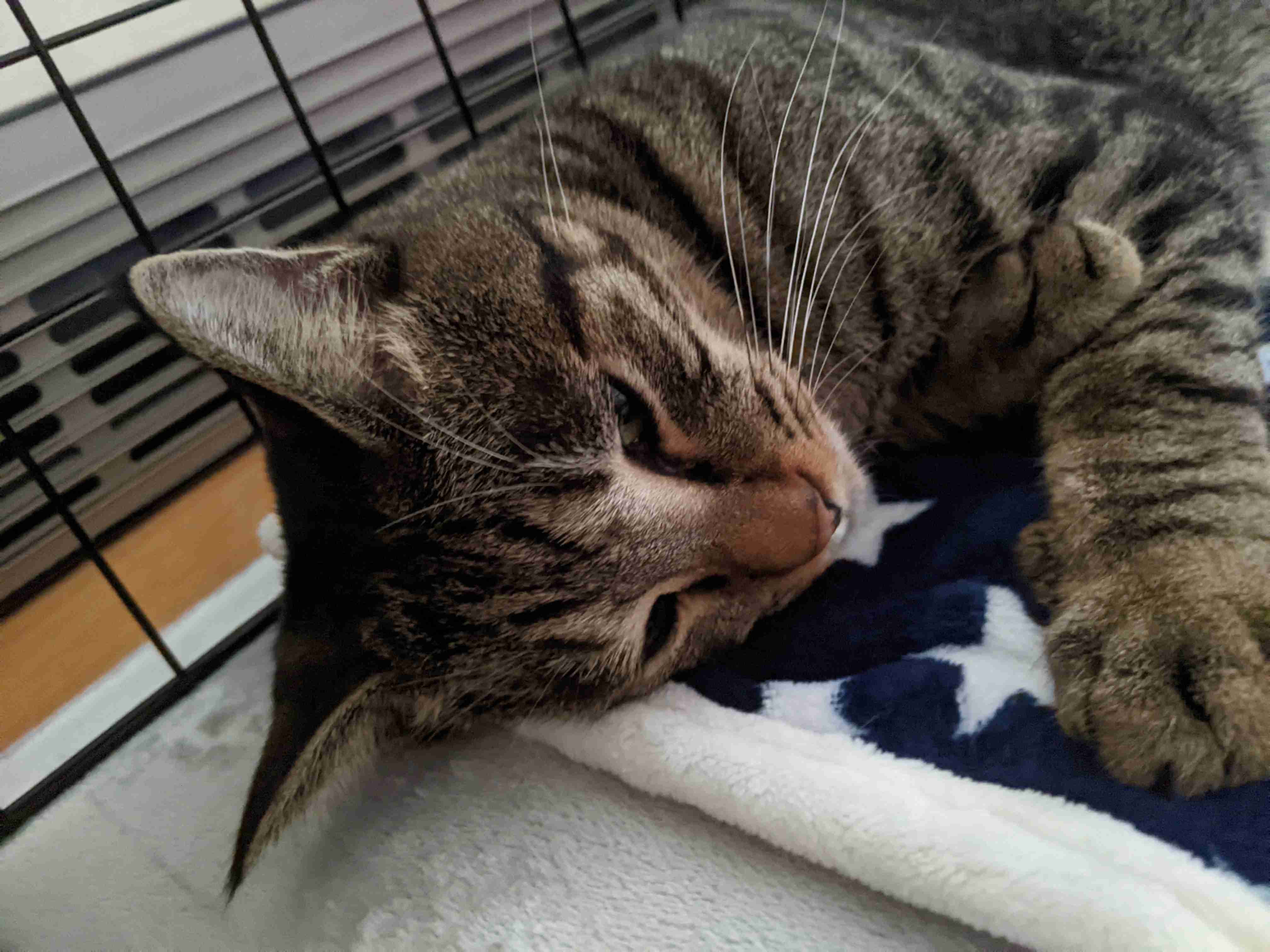 がるちゃん猫カフェ92号店開店しました♫(初めての方も大歓迎♫）