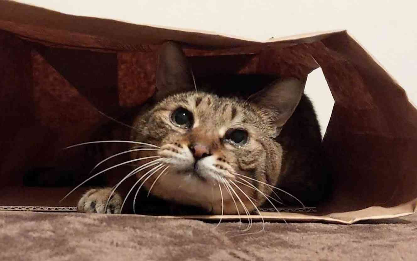 がるちゃん猫カフェ92号店開店しました♫(初めての方も大歓迎♫）