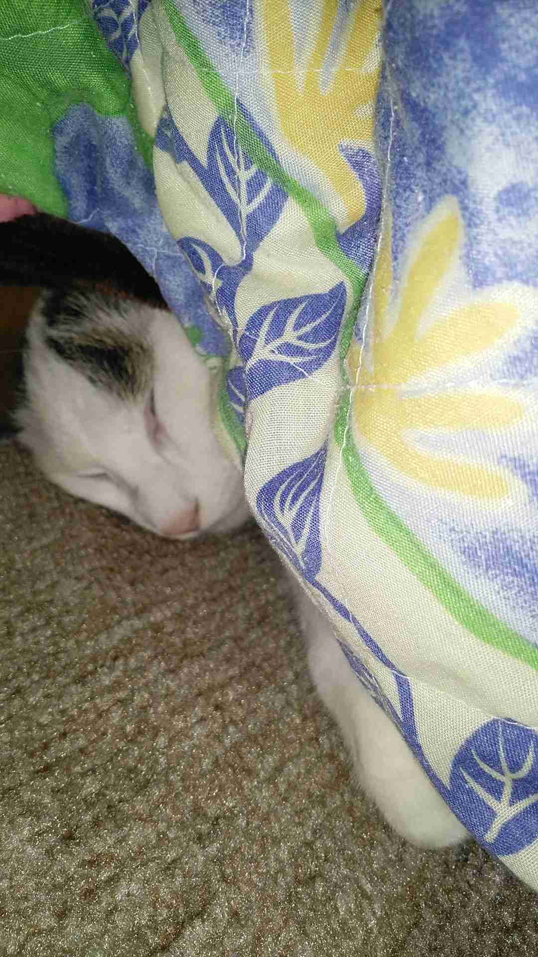 がるちゃん猫カフェ92号店開店しました♫(初めての方も大歓迎♫）