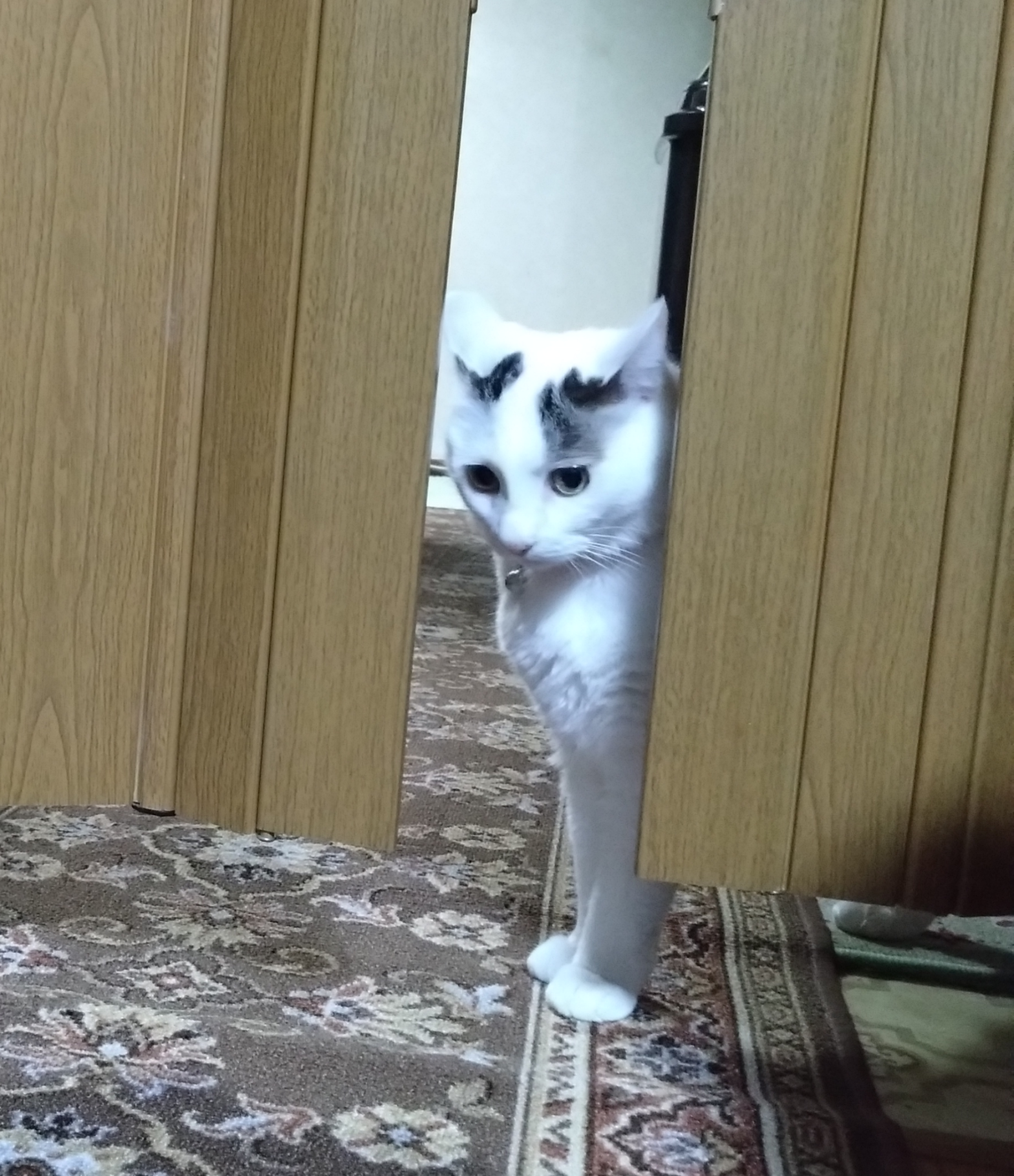 がるちゃん猫カフェ92号店開店しました♫(初めての方も大歓迎♫）