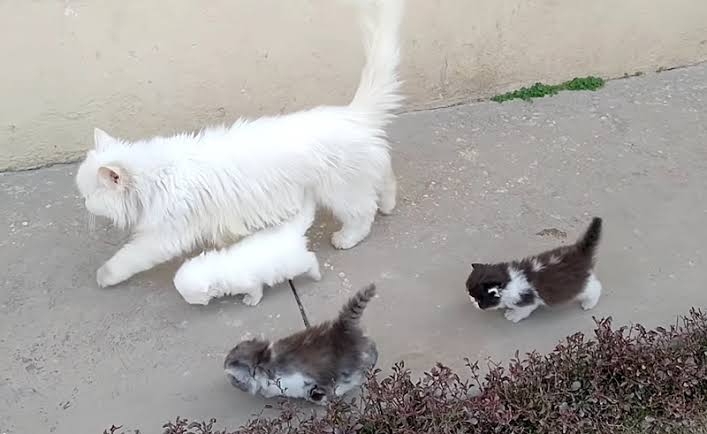 がるちゃん猫カフェ92号店開店しました♫(初めての方も大歓迎♫）