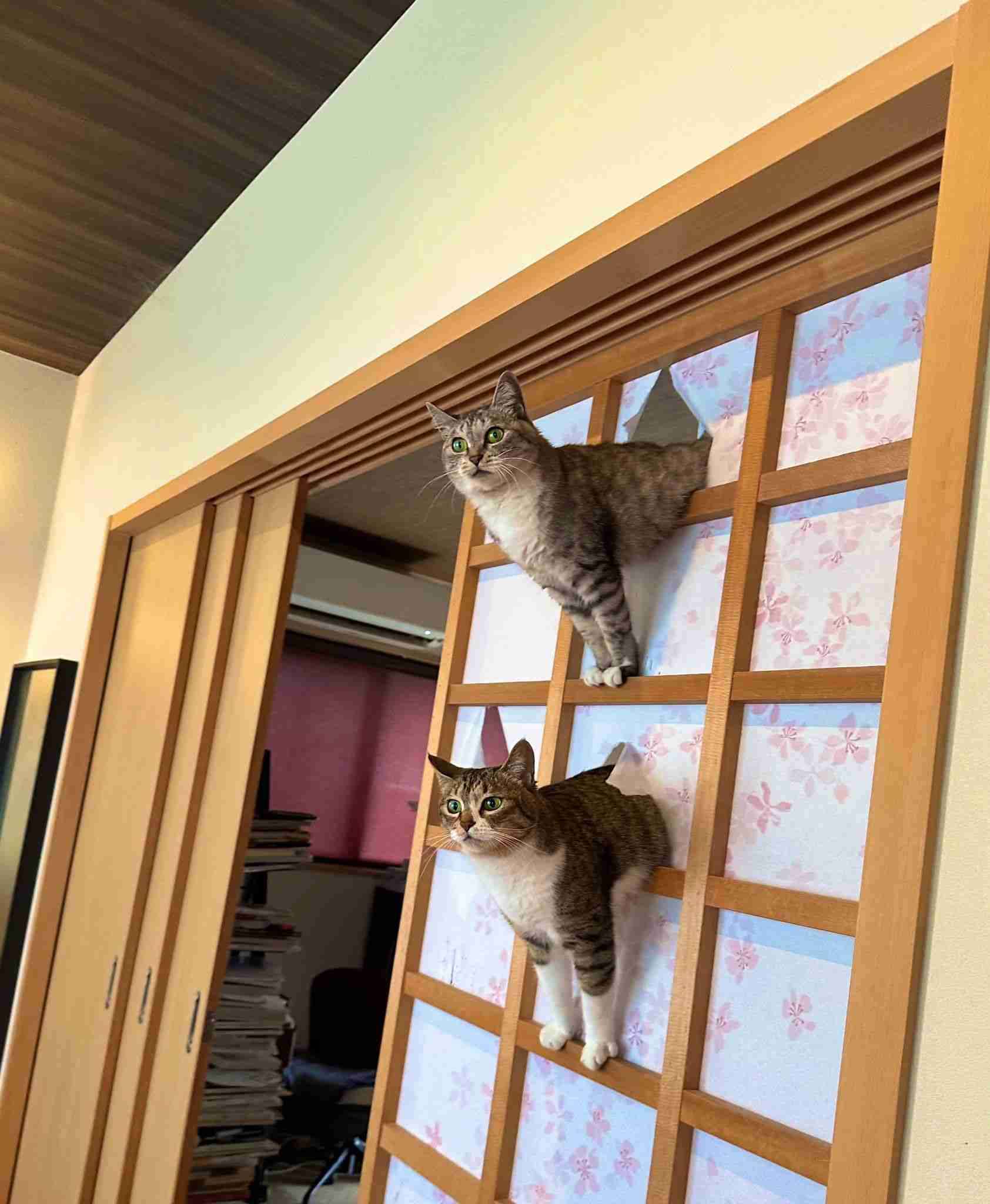 がるちゃん猫カフェ92号店開店しました♫(初めての方も大歓迎♫）