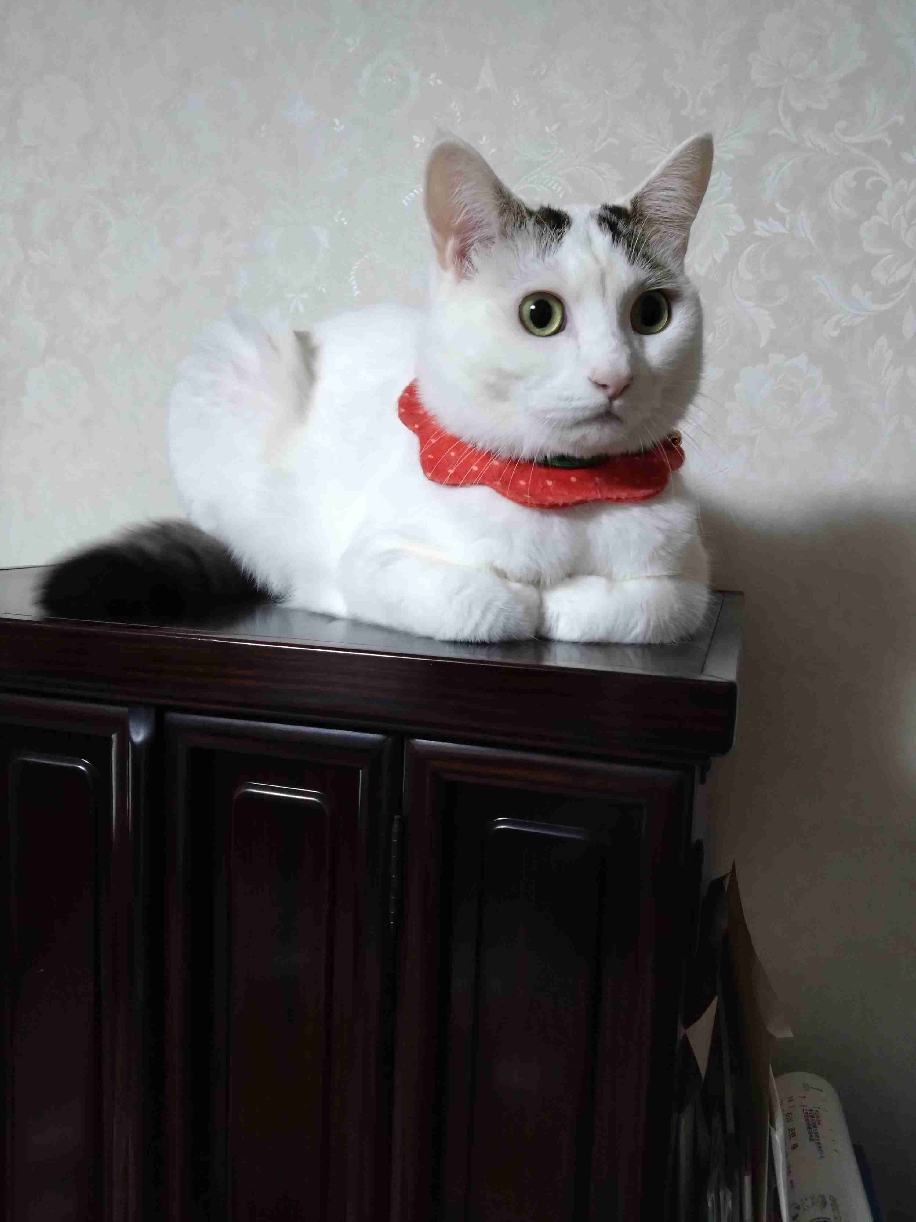 がるちゃん猫カフェ92号店開店しました♫(初めての方も大歓迎♫）