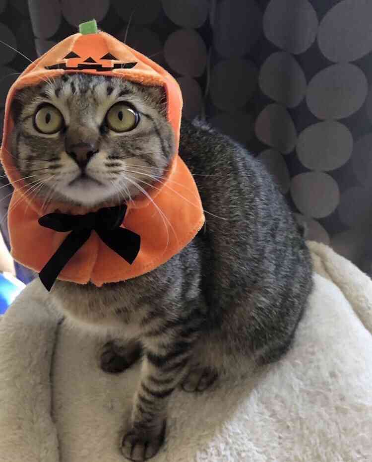 がるちゃん猫カフェ92号店開店しました♫(初めての方も大歓迎♫）