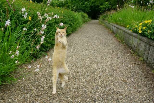 がるちゃん猫カフェ92号店開店しました♫(初めての方も大歓迎♫）