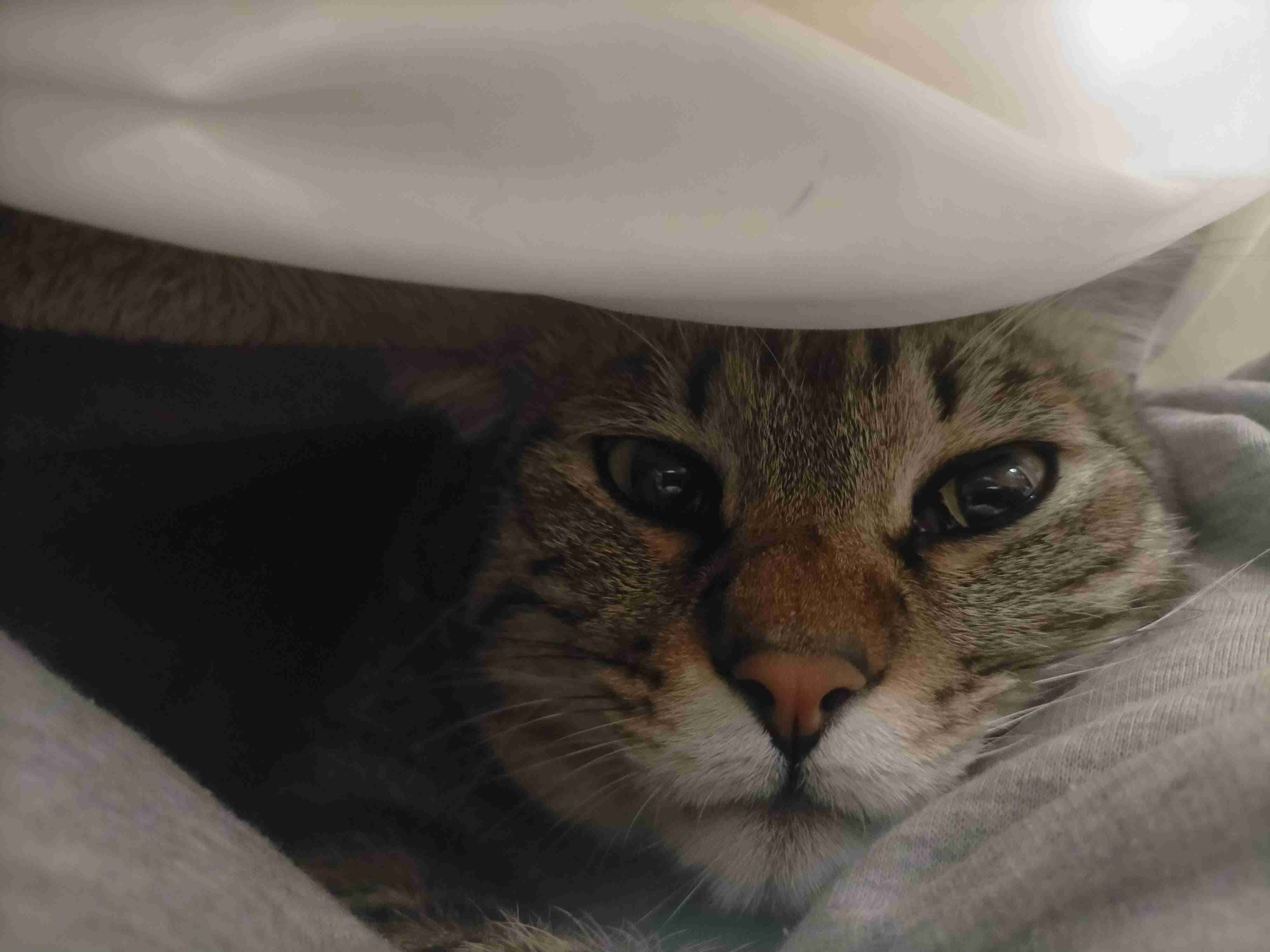 がるちゃん猫カフェ92号店開店しました♫(初めての方も大歓迎♫）