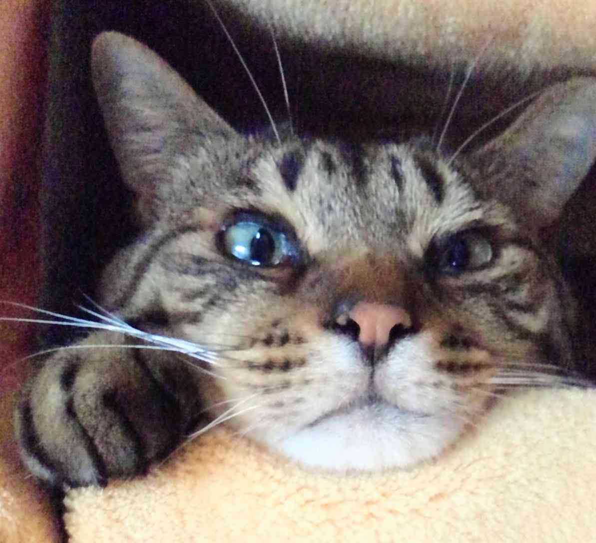 がるちゃん猫カフェ92号店開店しました♫(初めての方も大歓迎♫）