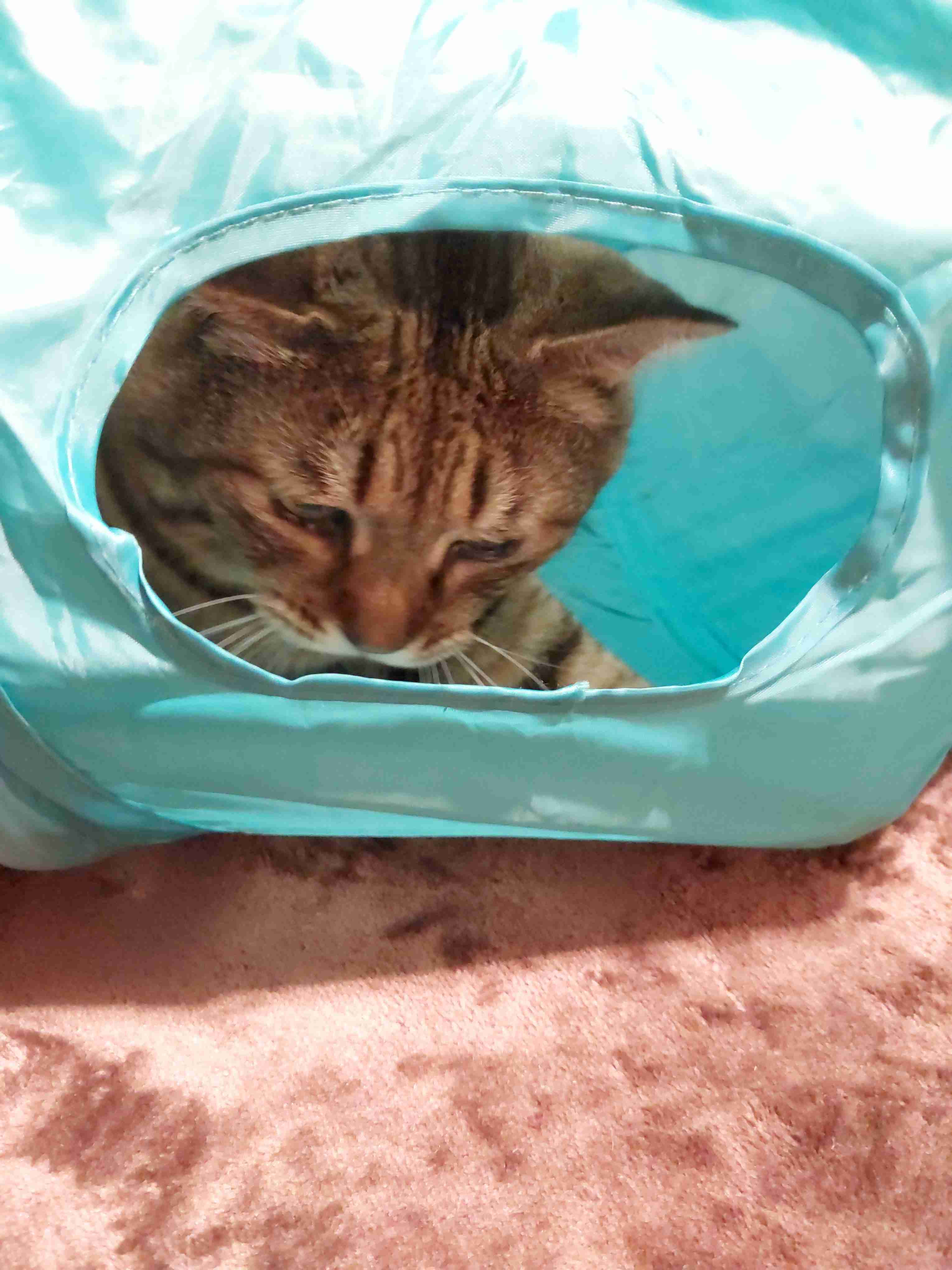 がるちゃん猫カフェ92号店開店しました♫(初めての方も大歓迎♫）