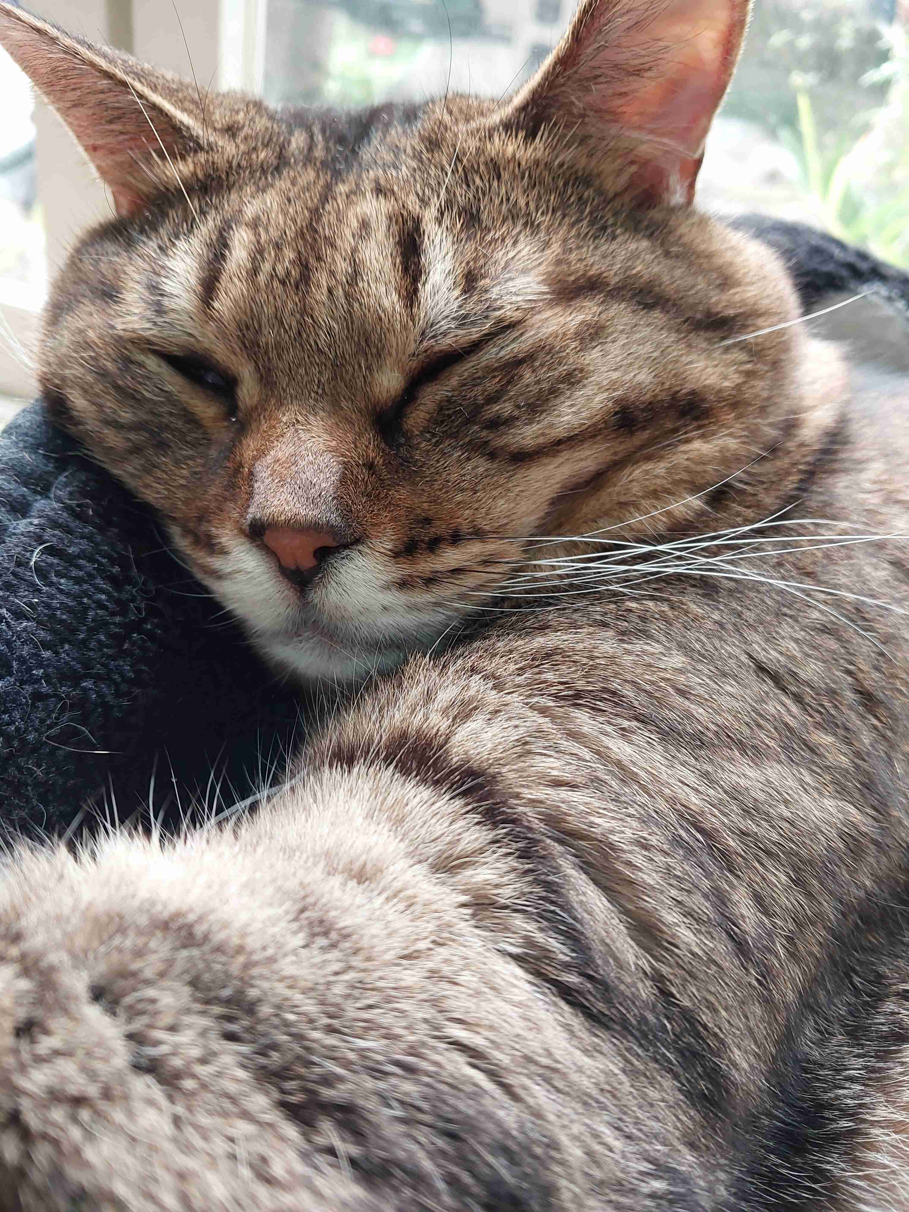 がるちゃん猫カフェ92号店開店しました♫(初めての方も大歓迎♫）