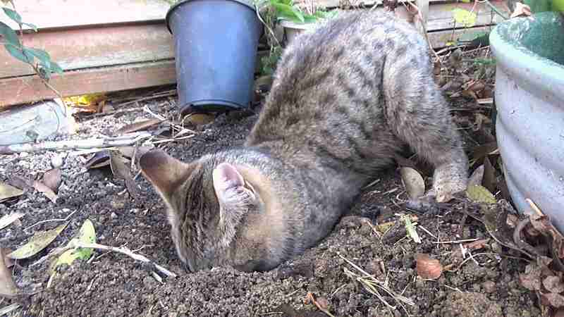 がるちゃん猫カフェ92号店開店しました♫(初めての方も大歓迎♫）