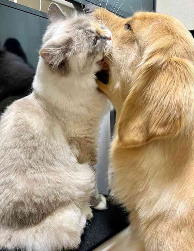 がるちゃん猫カフェ92号店開店しました♫(初めての方も大歓迎♫）